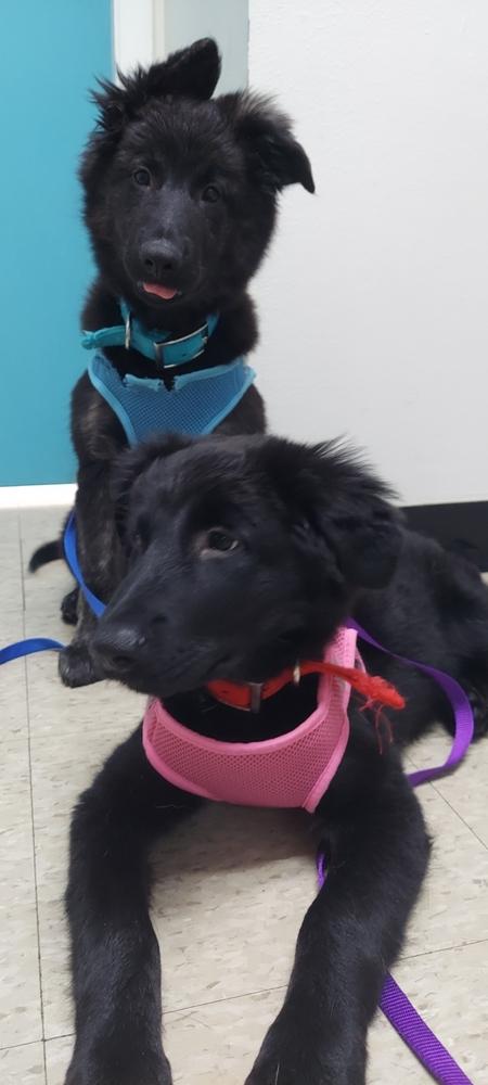 Enlarge Maverick, a Adopted mixed breed in Syracuse, NY image 2/6