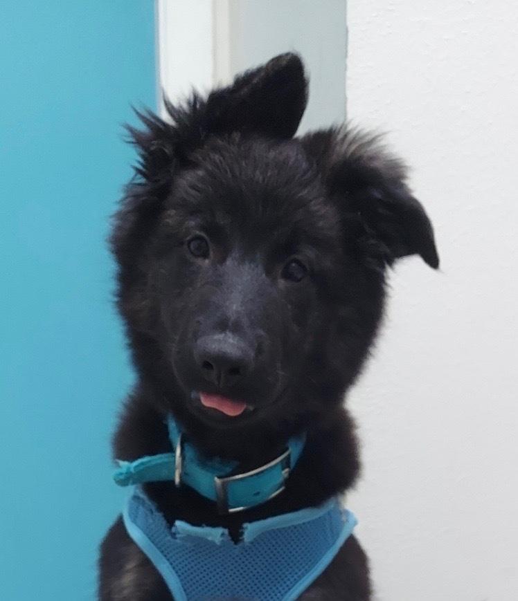 Enlarge Maverick, a Adopted mixed breed in Syracuse, NY image 3/6