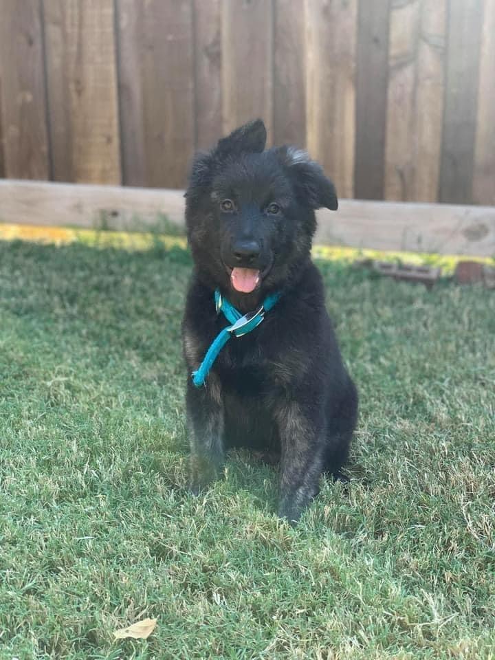 Enlarge Maverick, a Adopted mixed breed in Syracuse, NY image 4/6