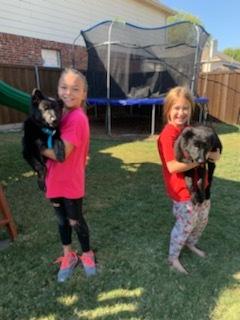 Enlarge Maverick, a Adopted mixed breed in Syracuse, NY image 5/6