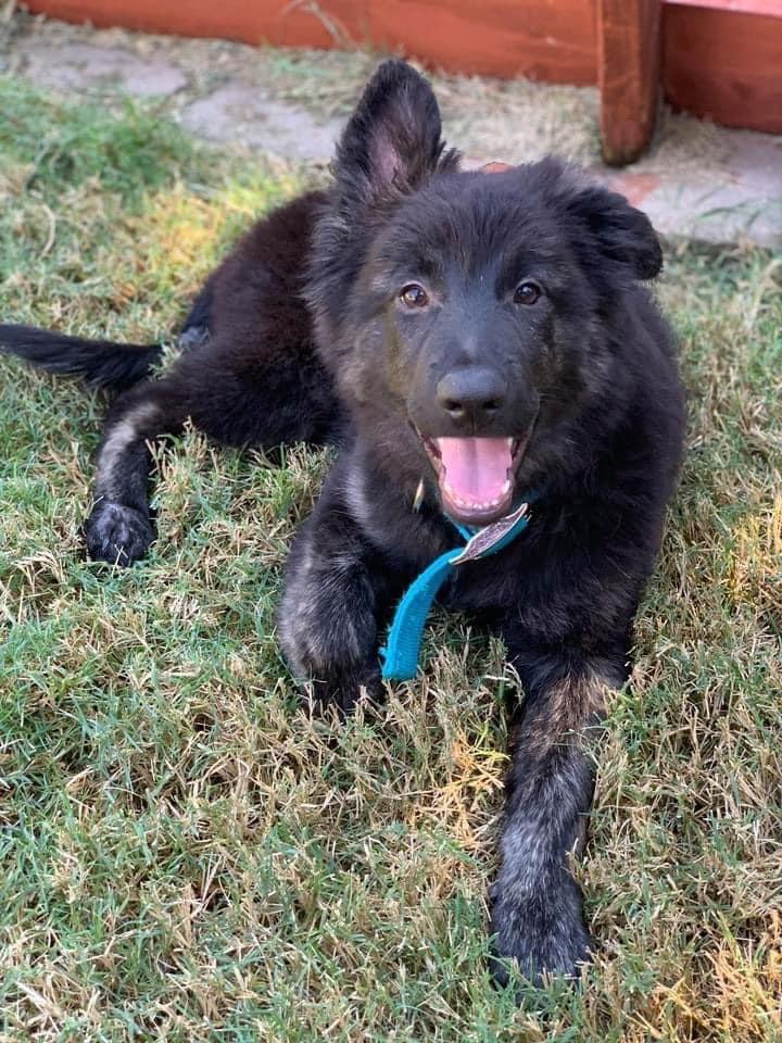 Enlarge Maverick, a Adopted mixed breed in Syracuse, NY image 6/6