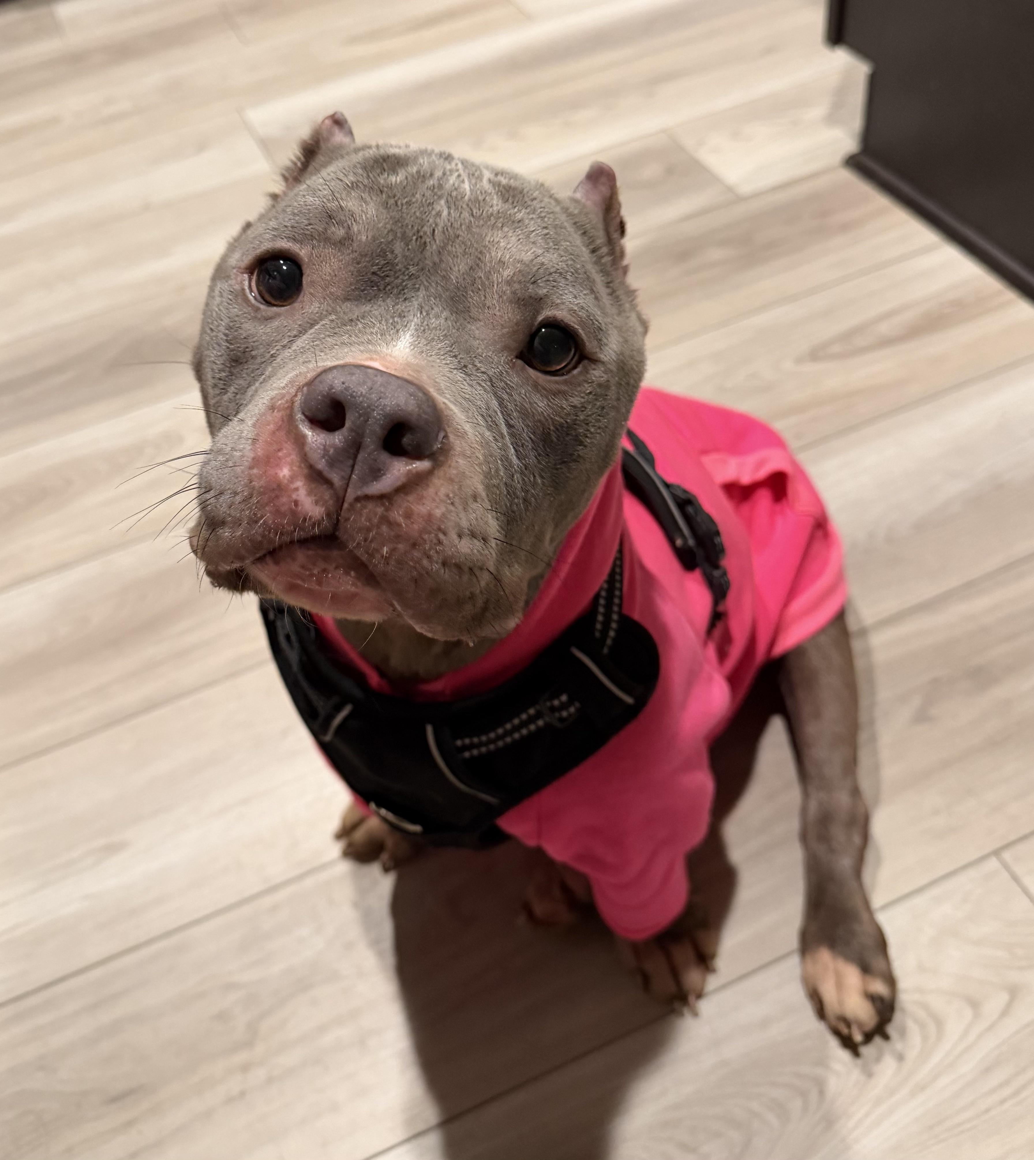 Enlarge Honey, an adopted Pit Bull Terrier in Bryan, TX image 3/5