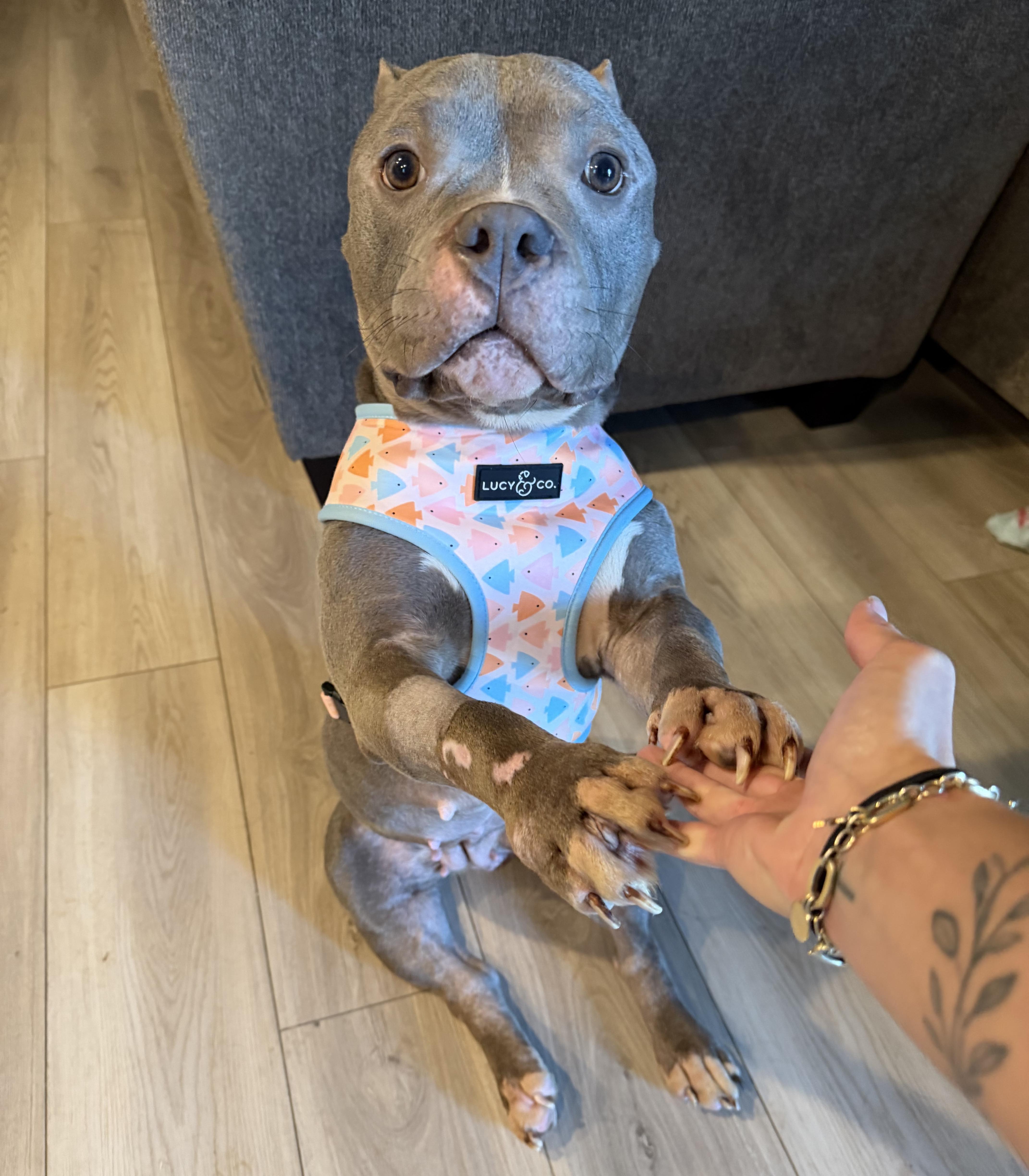 Honey, adopted, Adult Female Pit Bull Terrier.