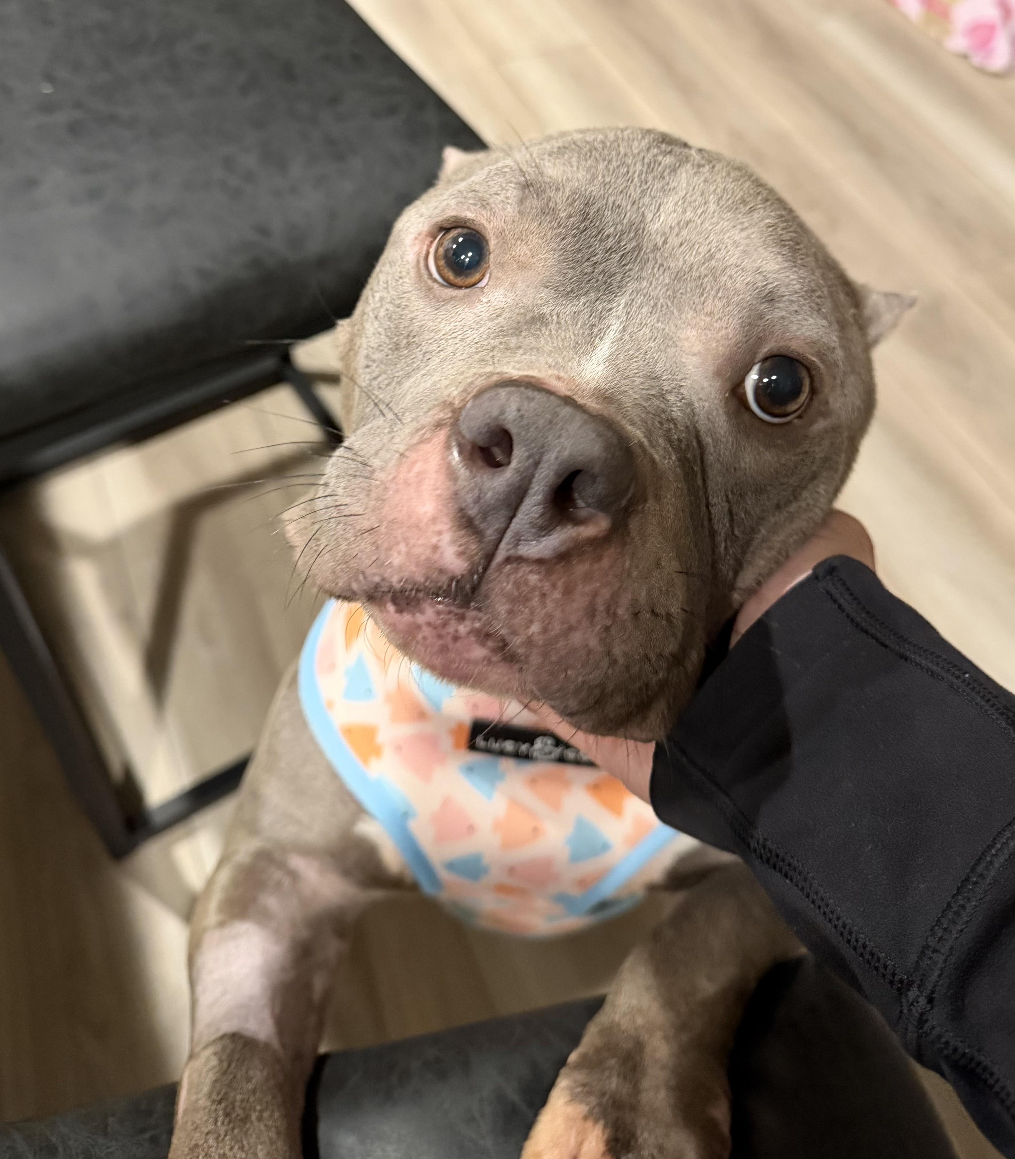 Enlarge Honey, an adopted Pit Bull Terrier in Bryan, TX image 4/5