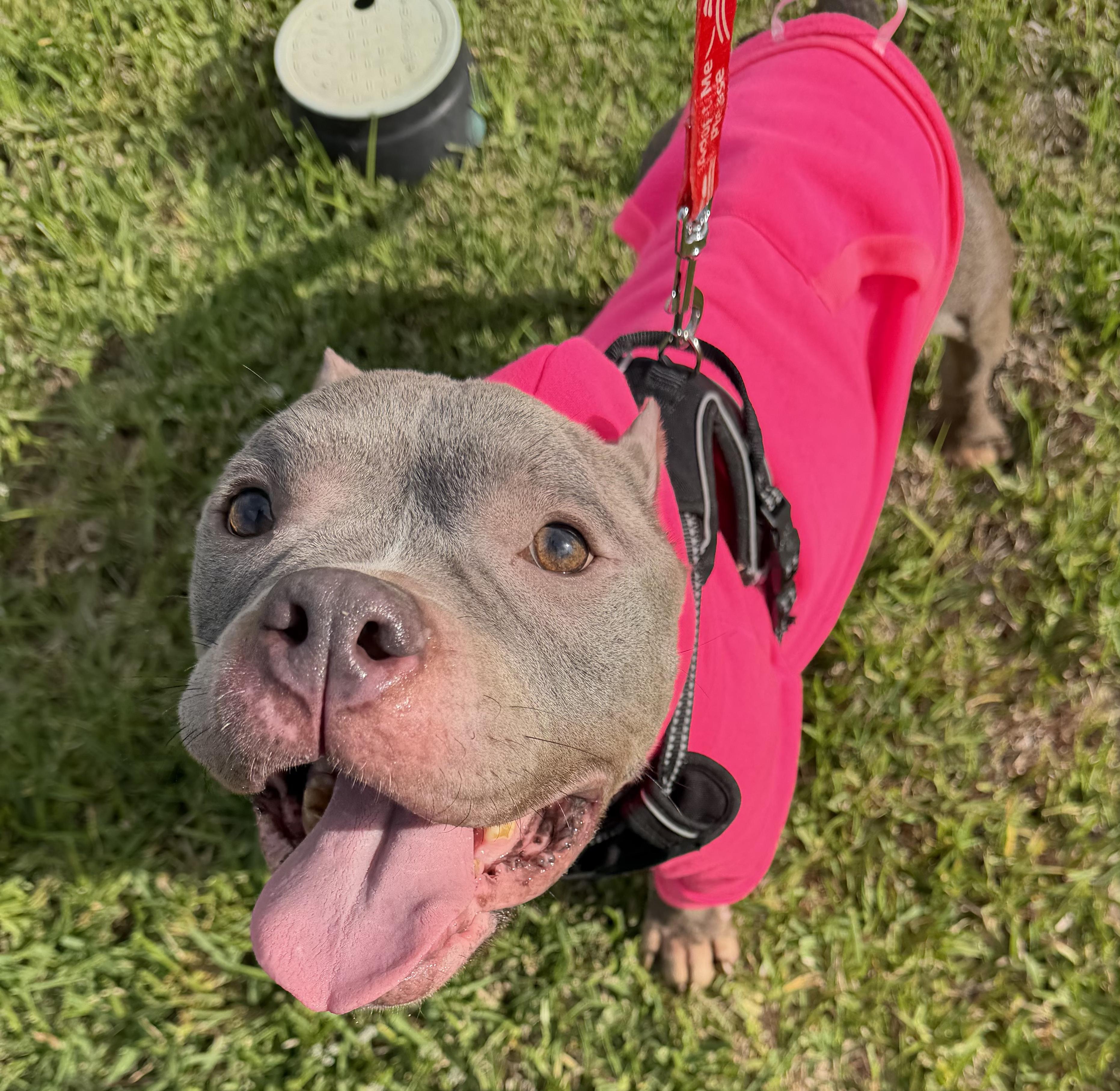 Enlarge Honey, an adopted Pit Bull Terrier in Bryan, TX image 5/5