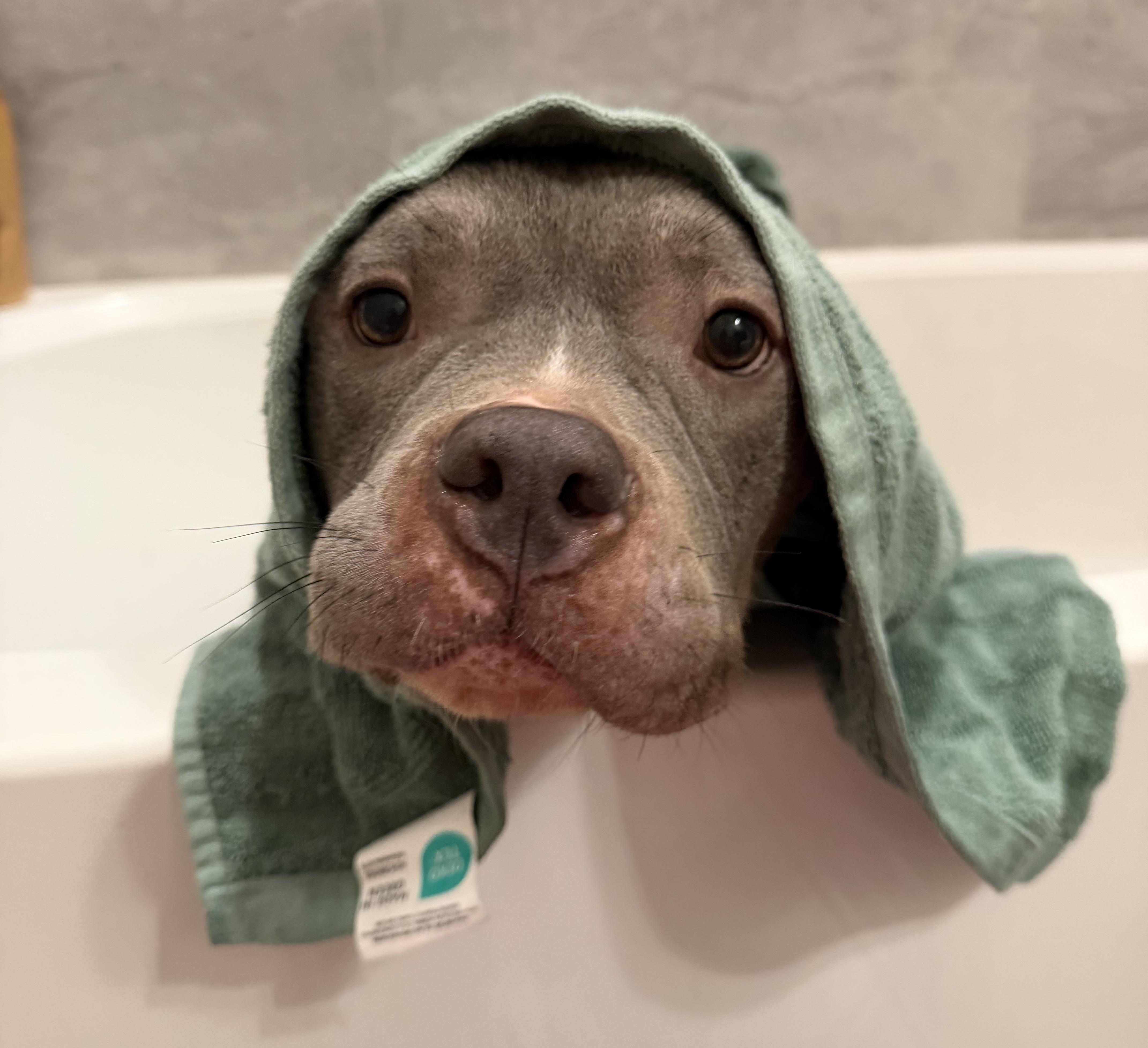 Enlarge Honey, an adopted Pit Bull Terrier in Bryan, TX image 2/5
