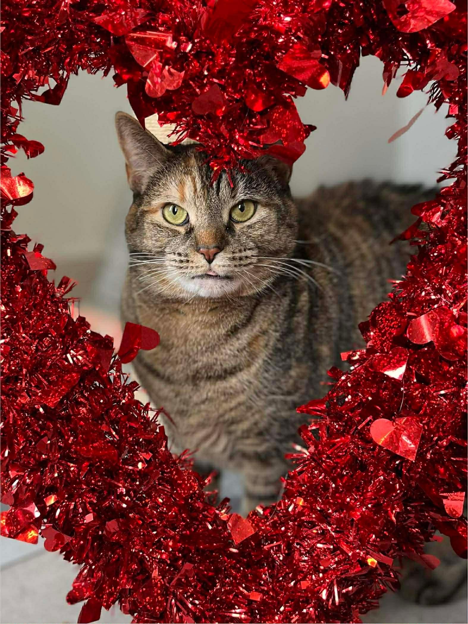 Enlarge TOM, a ADOPTABLE Domestic Short Hair in Delson, QC image 1/1