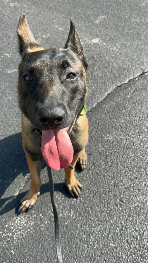 Enlarge Wayne, a Adoptable Belgian Shepherd / Malinois in O Fallon, IL image 2/2