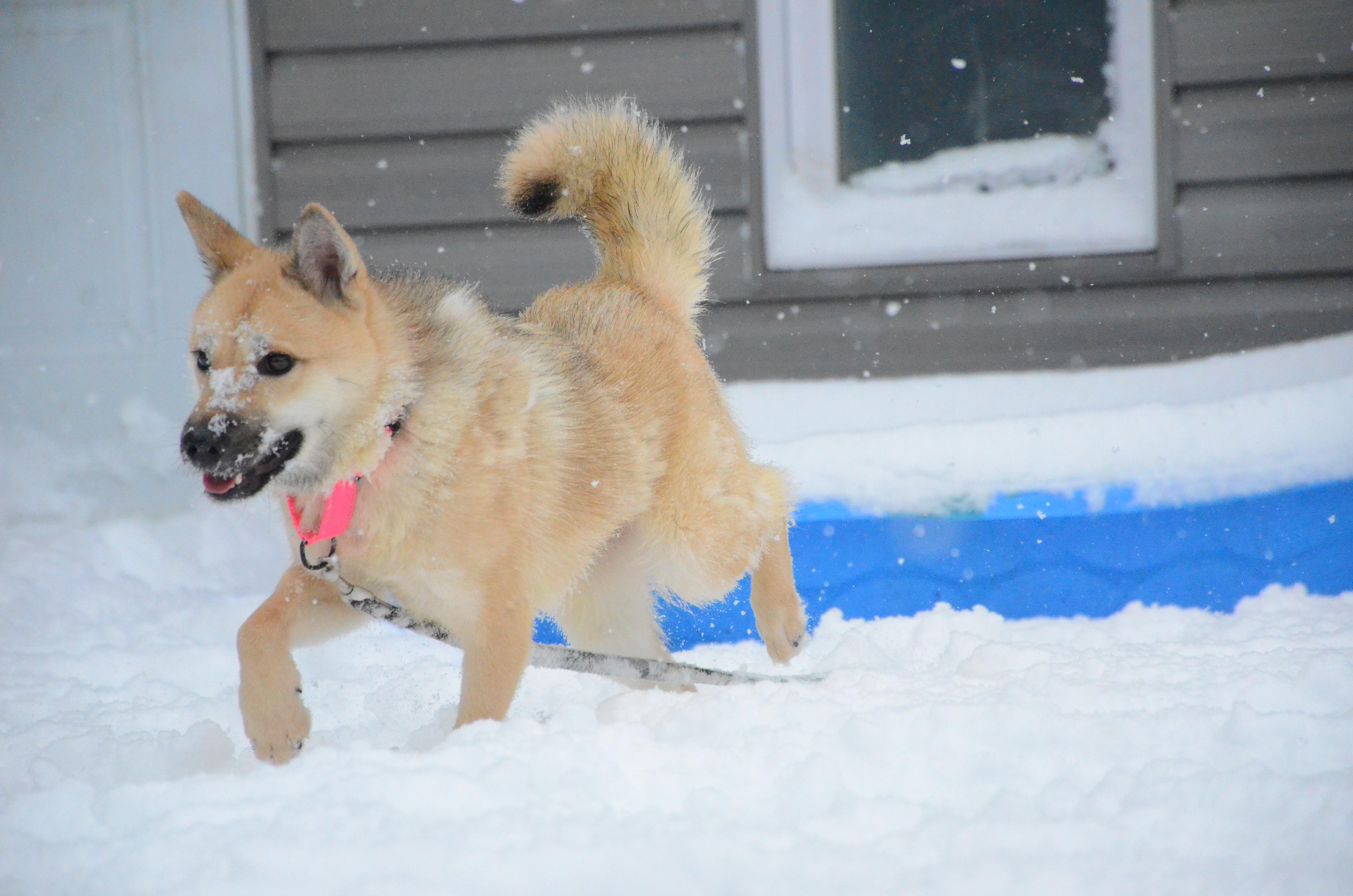 Indie, adopted, Young Female Jindo.