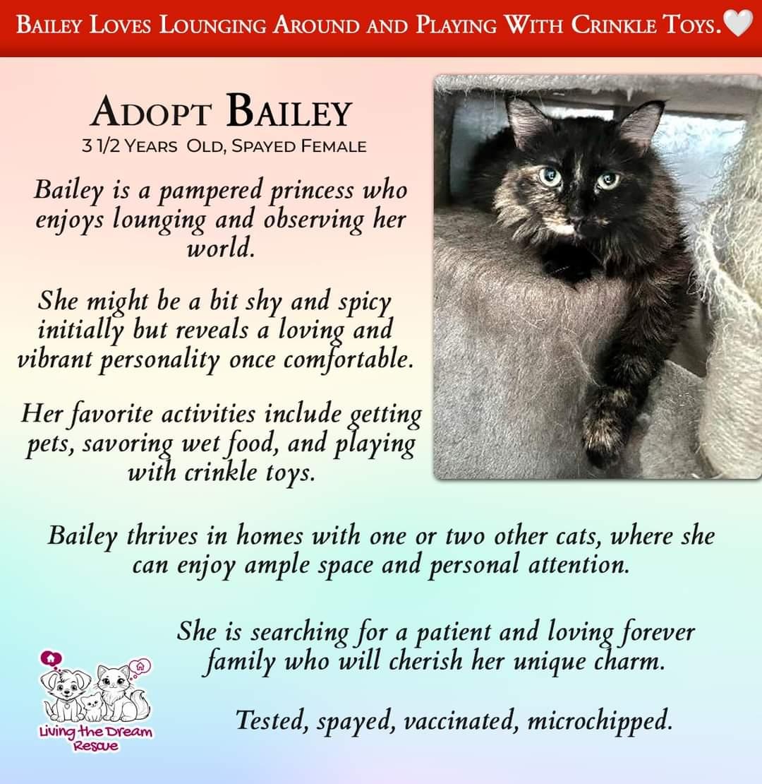 Enlarge Bailey, a Adoptable Domestic Medium Hair in Phoenix, AZ image 2/2