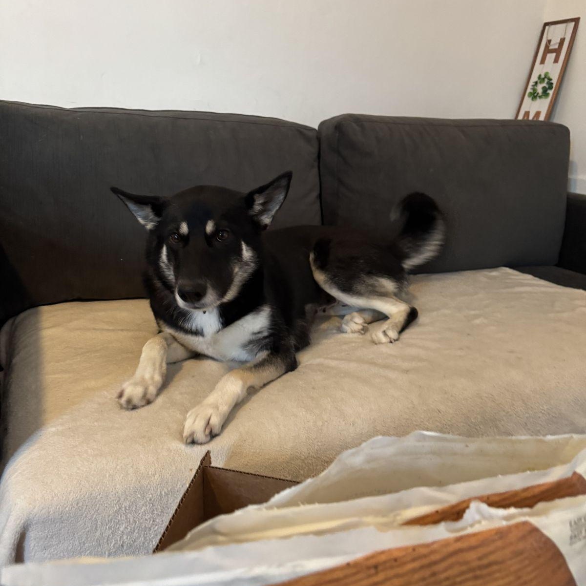 Enlarge Luna, a Adoptable mixed breed in San Pedro , CA image 3/5