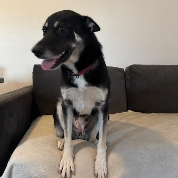 Enlarge Luna, a Adoptable mixed breed in San Pedro , CA image 4/5