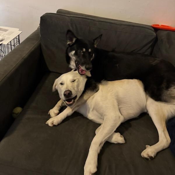 Enlarge Luna, a Adoptable mixed breed in San Pedro , CA image 2/5