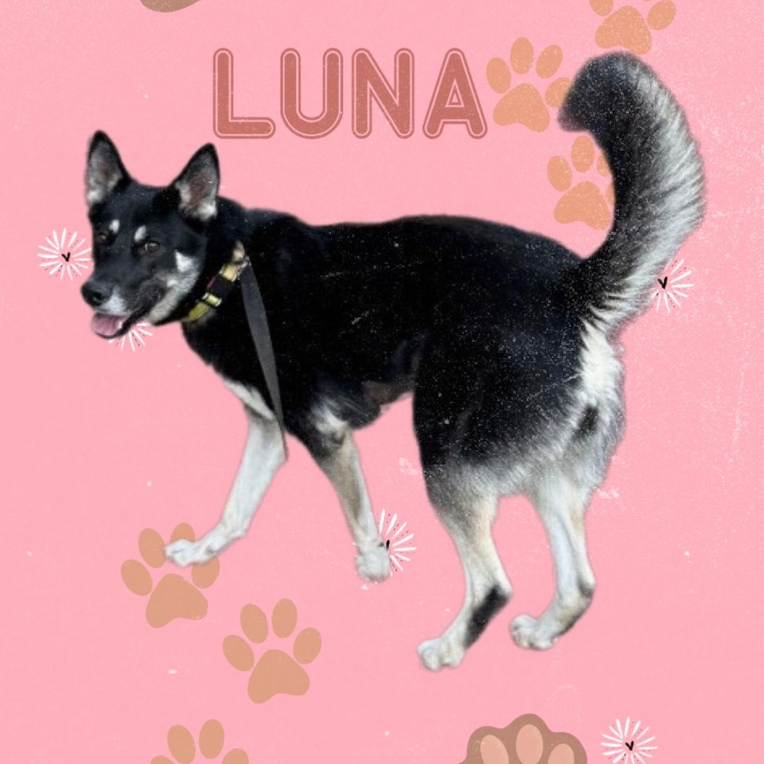 Luna, Adoptable, Adult Female German Shepherd Dog & Husky.