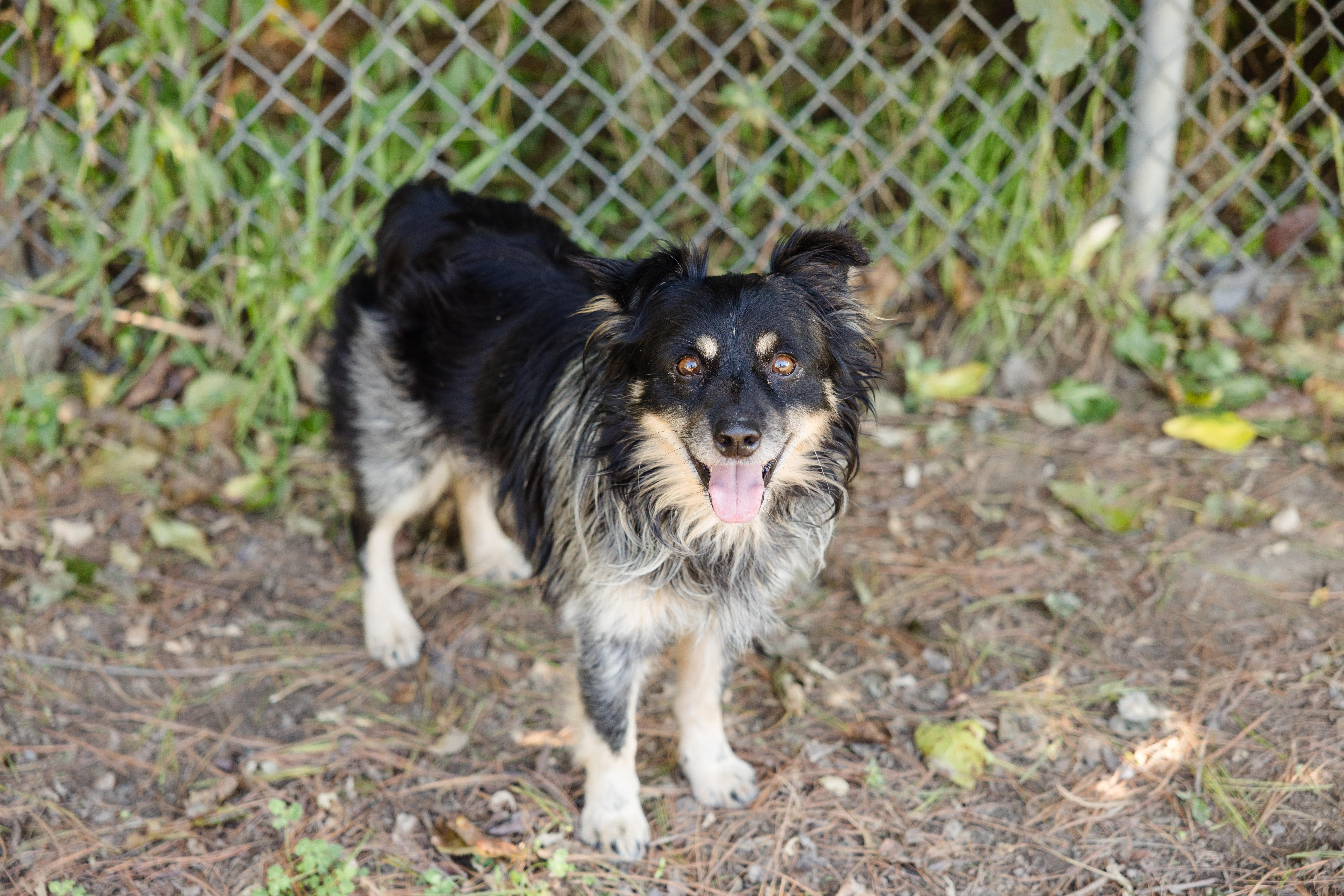 Enlarge Heath, a Adoptable mixed breed image 2/2
