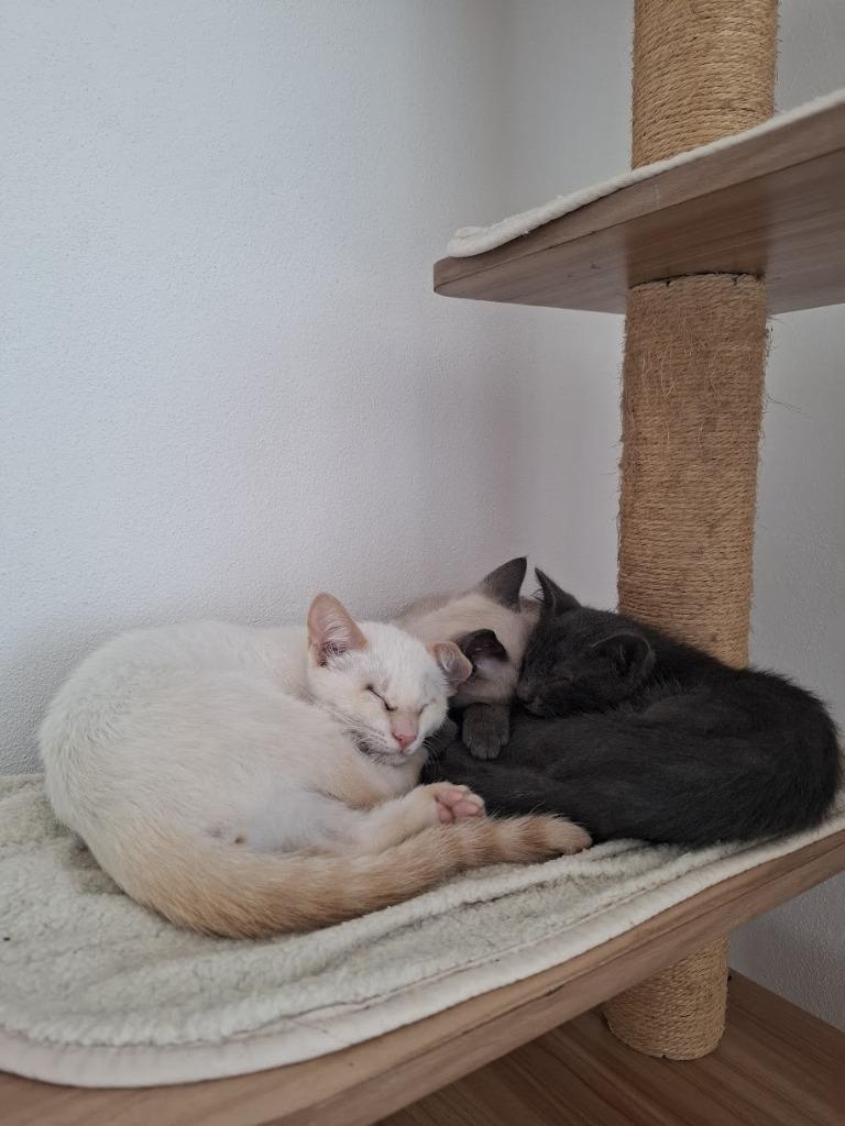 Ducky, Adoptable, Young Male Domestic Short Hair.