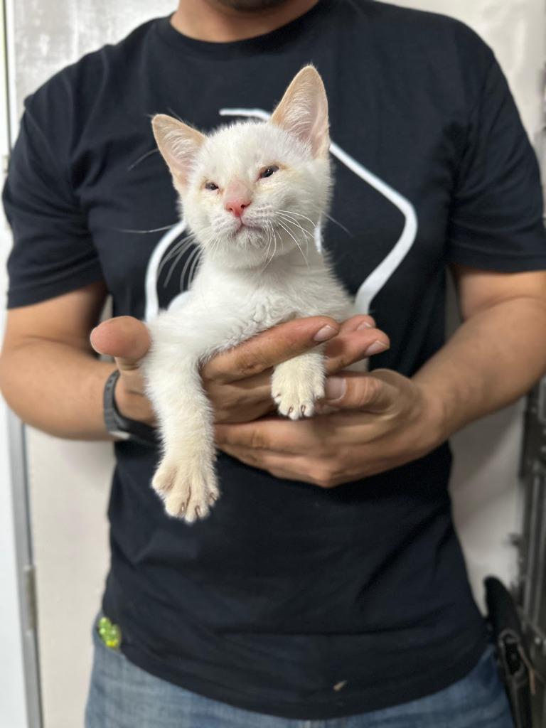 Ducky, a Adoptable mixed breed in Comox, BC image 3/6