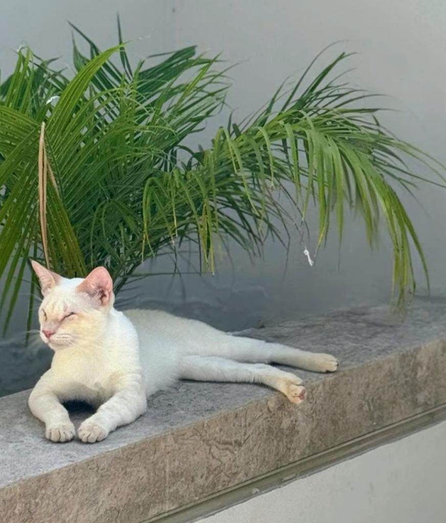 Ducky, Adoptable, Young Male Domestic Short Hair.