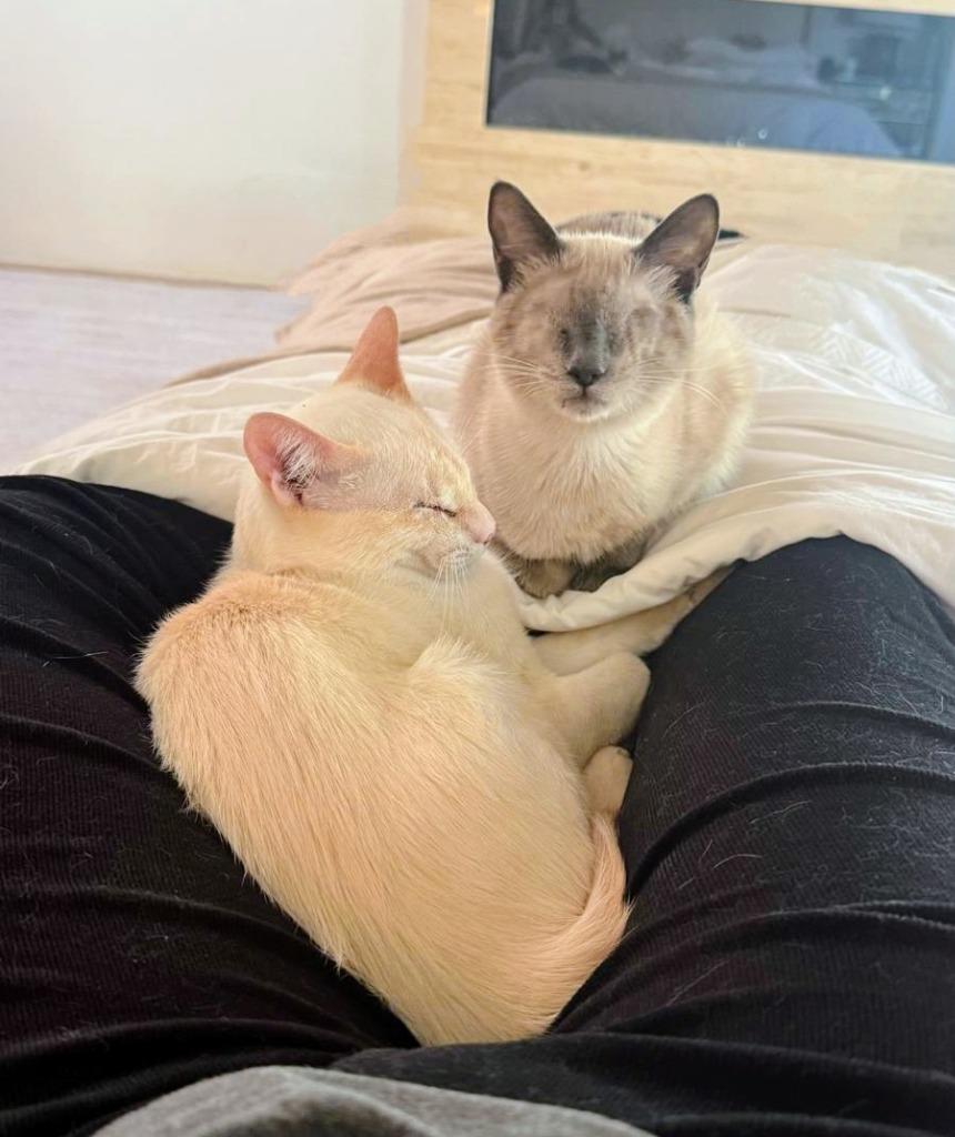 Ducky, a Adoptable mixed breed in Comox, BC image 6/6