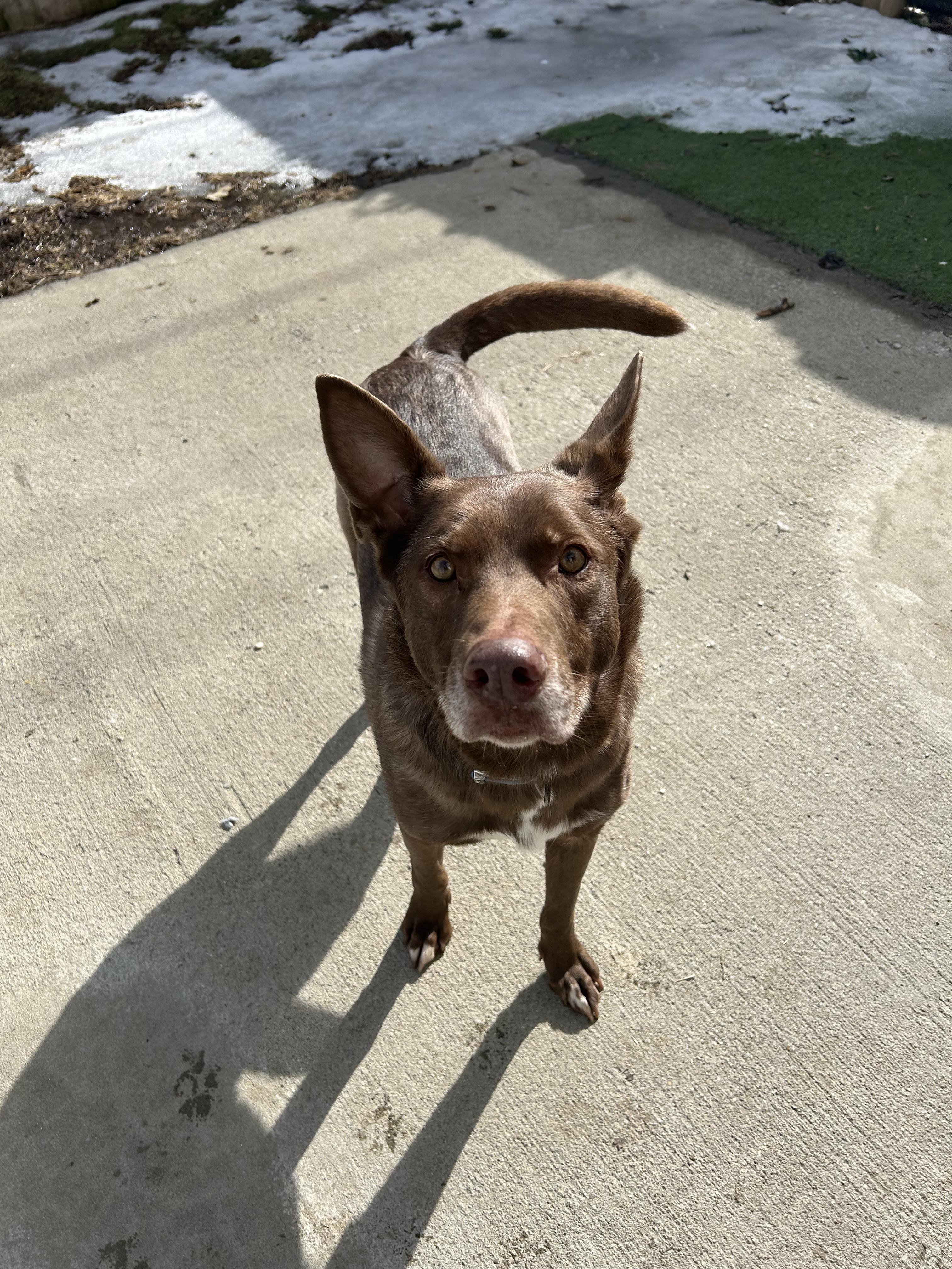 Enlarge Valentino , an adopted mixed breed in Lexington, KY image 3/4