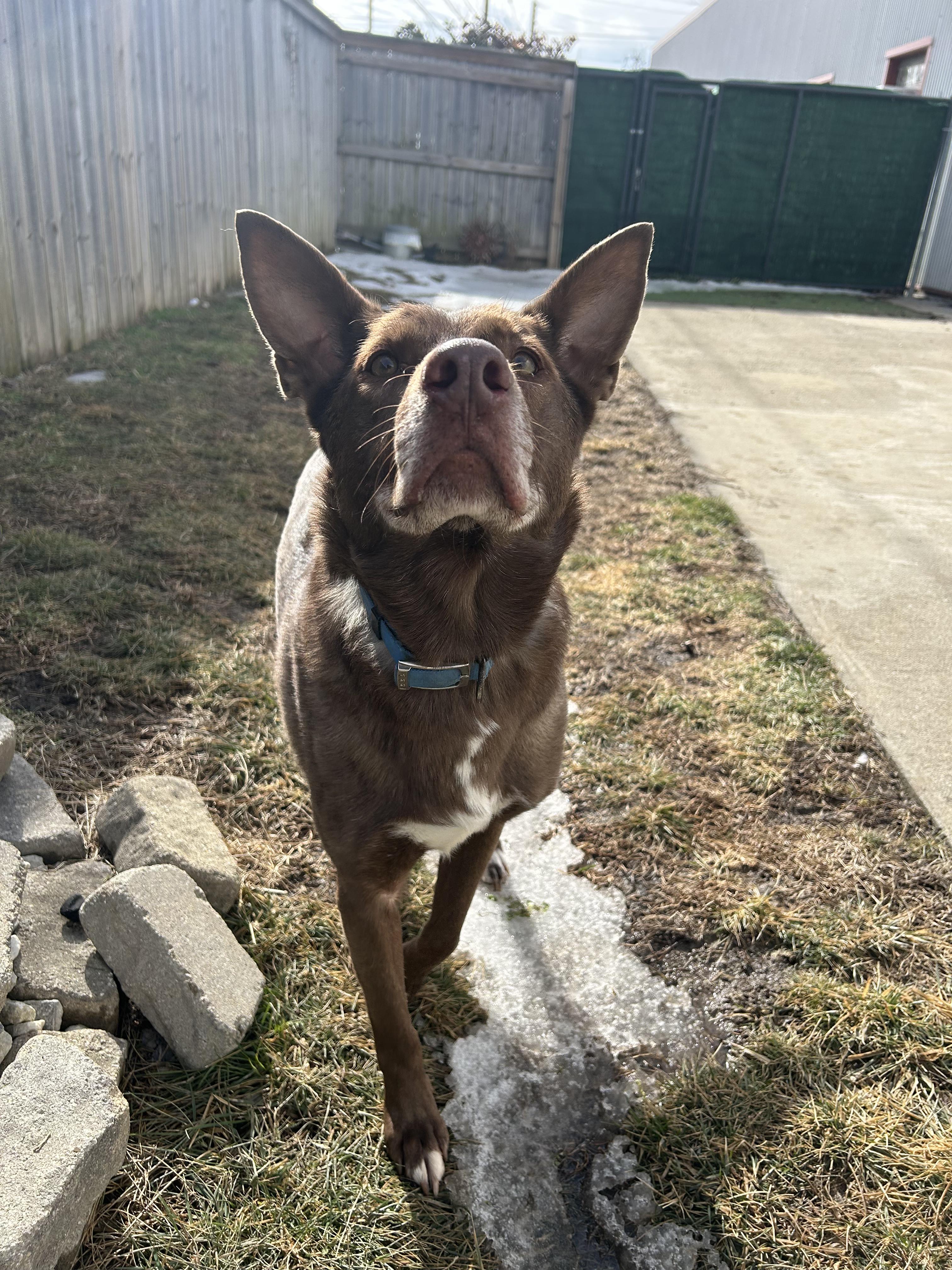 Enlarge Valentino , an adopted mixed breed in Lexington, KY image 1/4