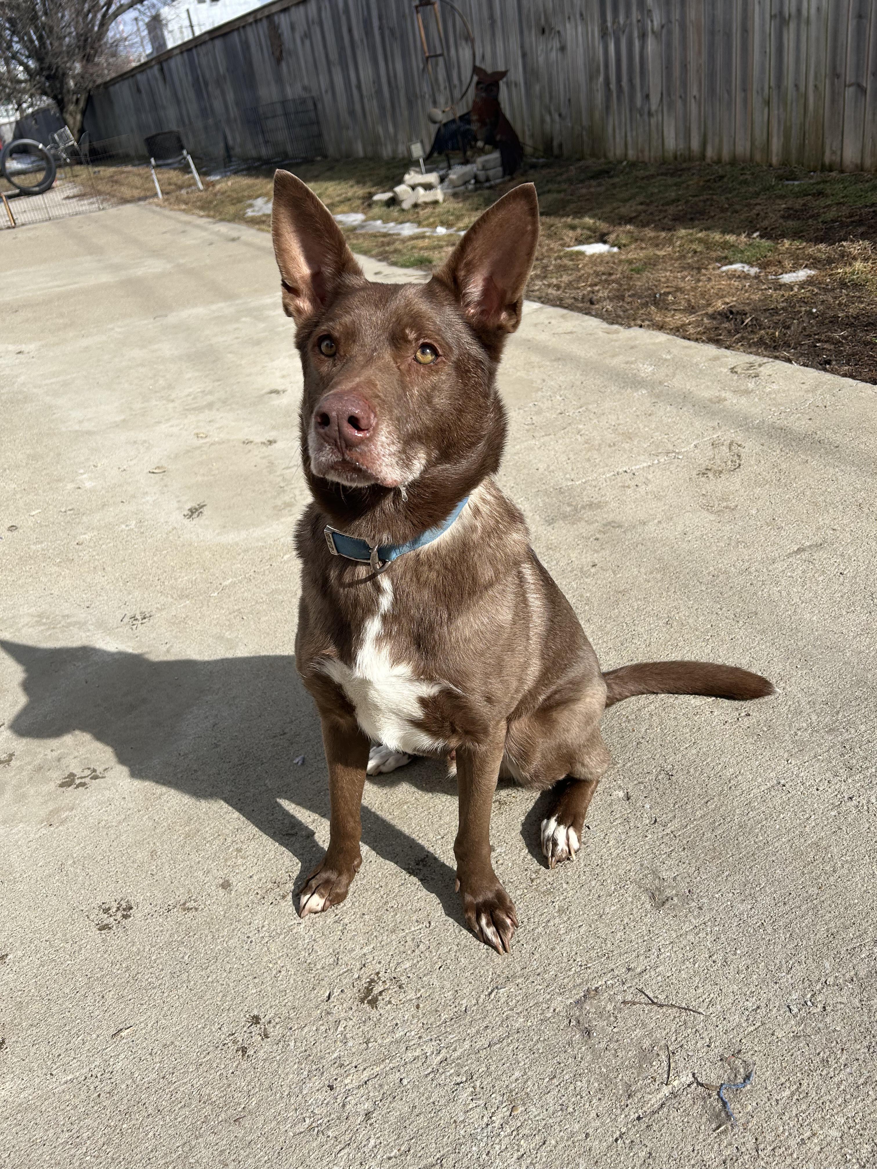 Enlarge Valentino , an adopted mixed breed in Lexington, KY image 2/4