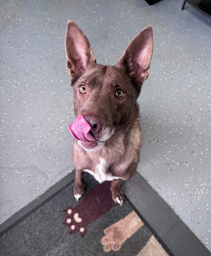 Enlarge Valentino , an adopted mixed breed in Lexington, KY image 4/4