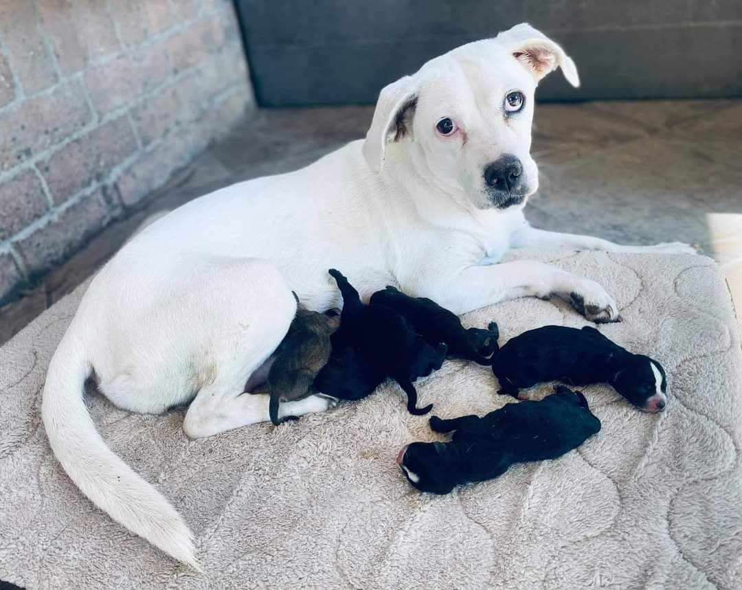 Britney, Adoptable, Adult Female Dogo Argentino & Boxer.