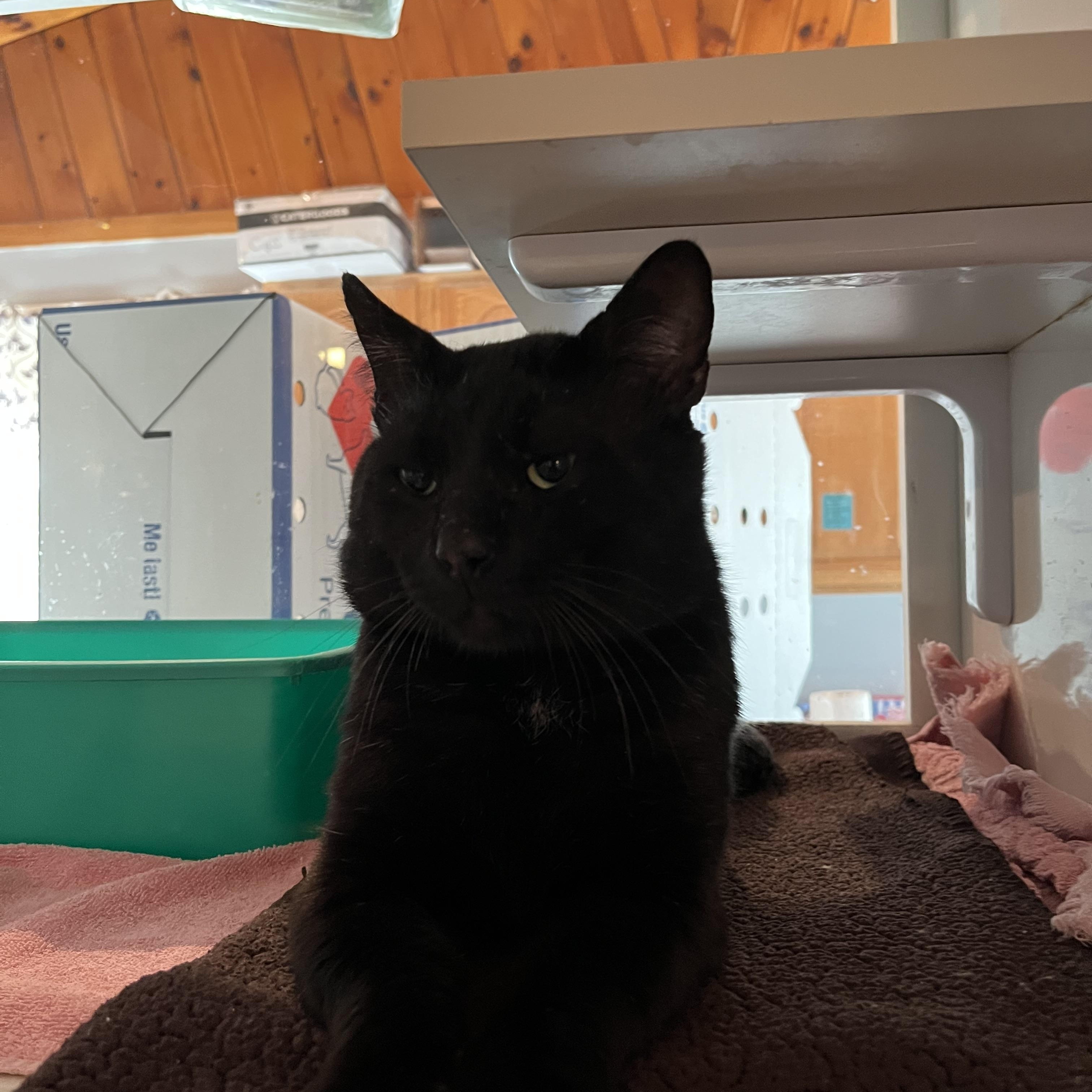 Bob, an adopted Domestic Short Hair in Salisbury, MA image 2/5