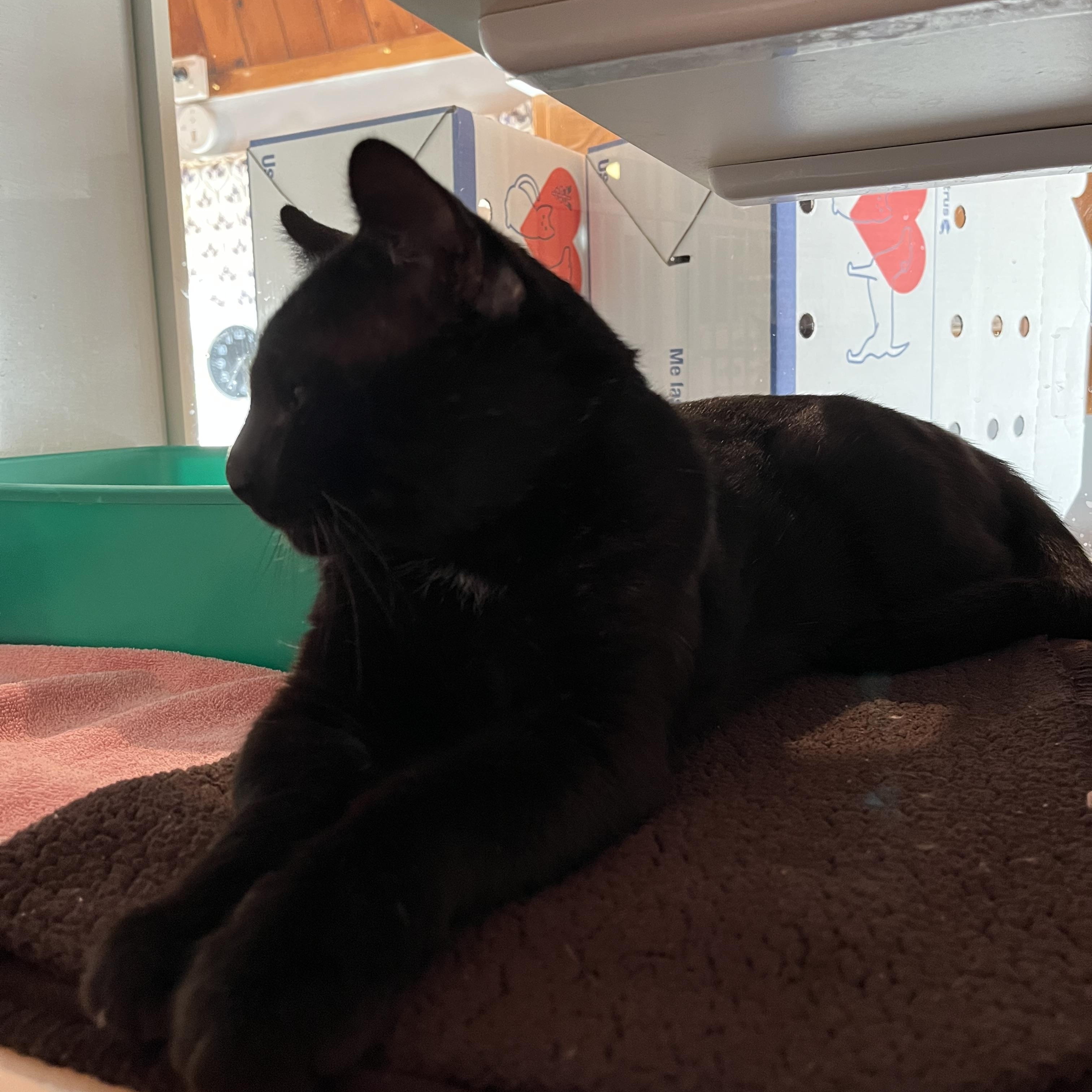 Bob, an adopted Domestic Short Hair in Salisbury, MA image 3/5