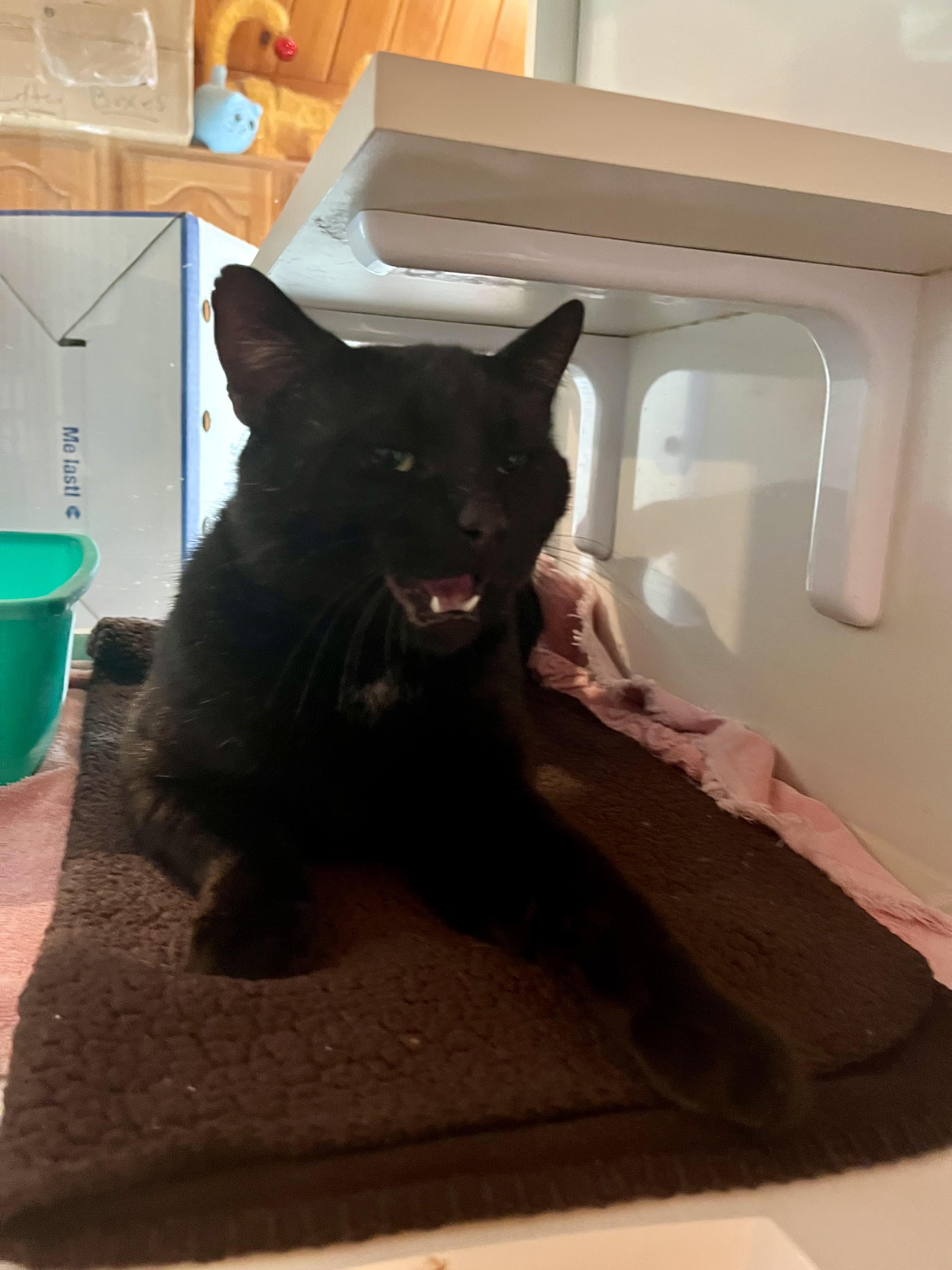 Bob, an adopted Domestic Short Hair in Salisbury, MA image 4/5