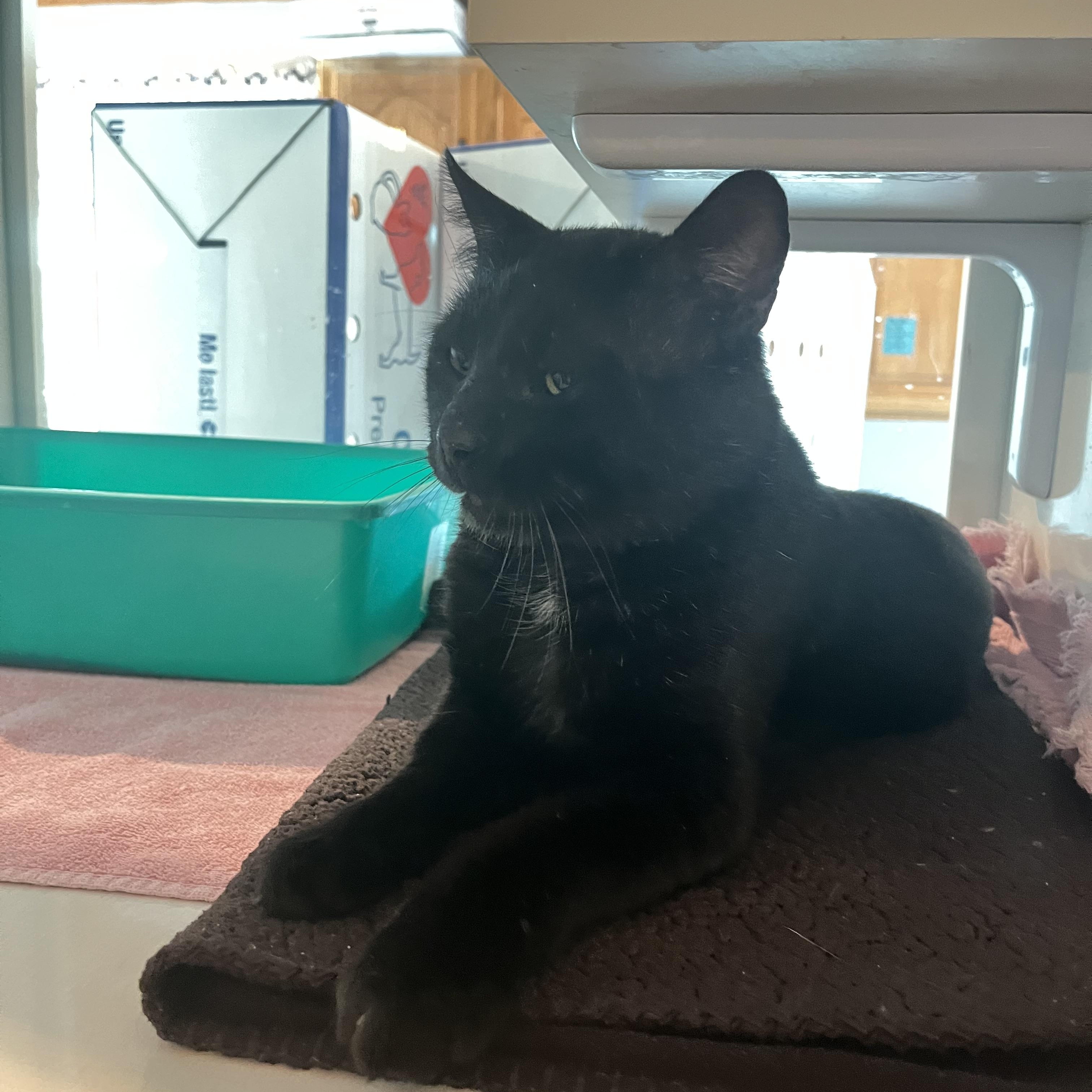 Bob, an adopted Domestic Short Hair in Salisbury, MA image 5/5