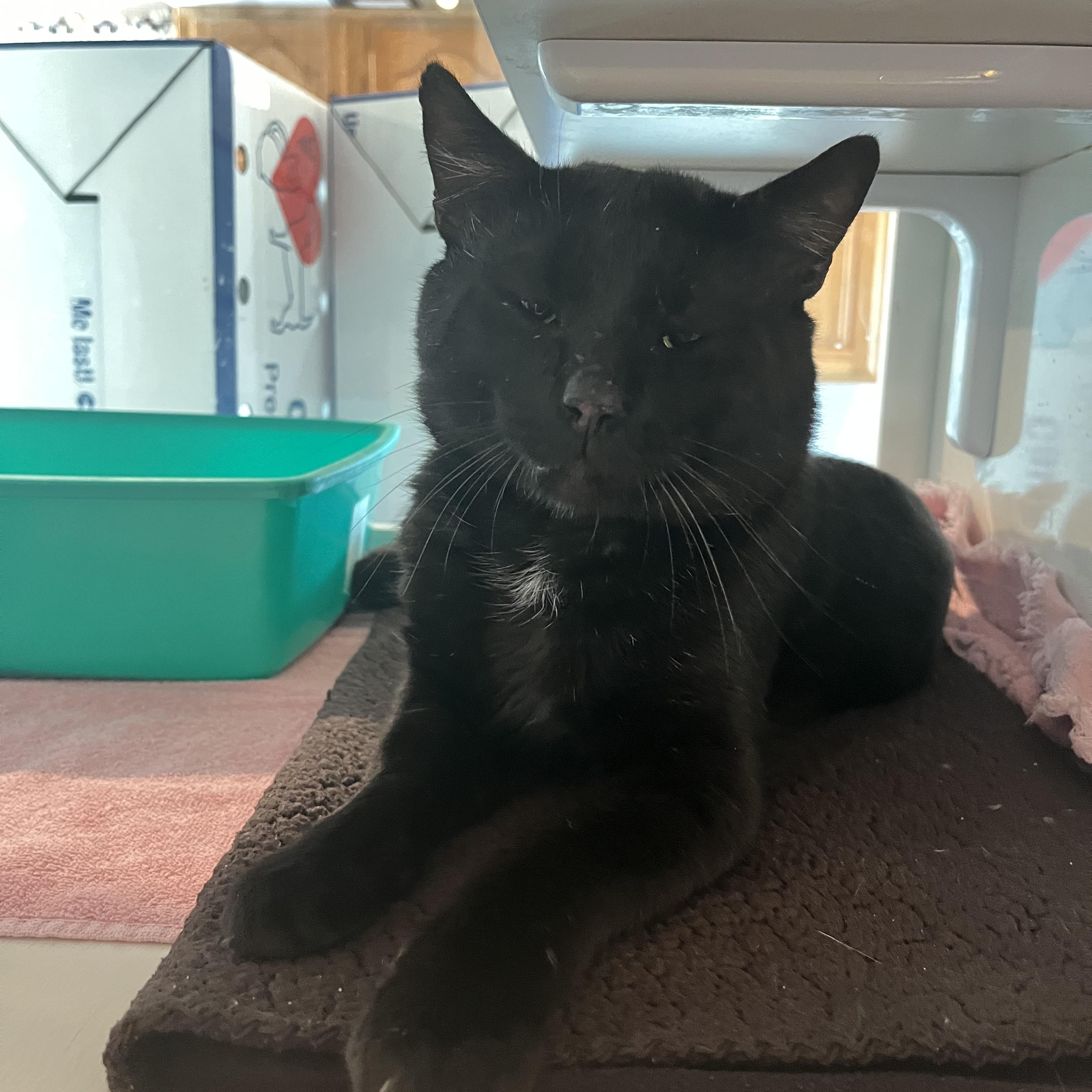 Bob, adopted, Adult Male Domestic Short Hair.