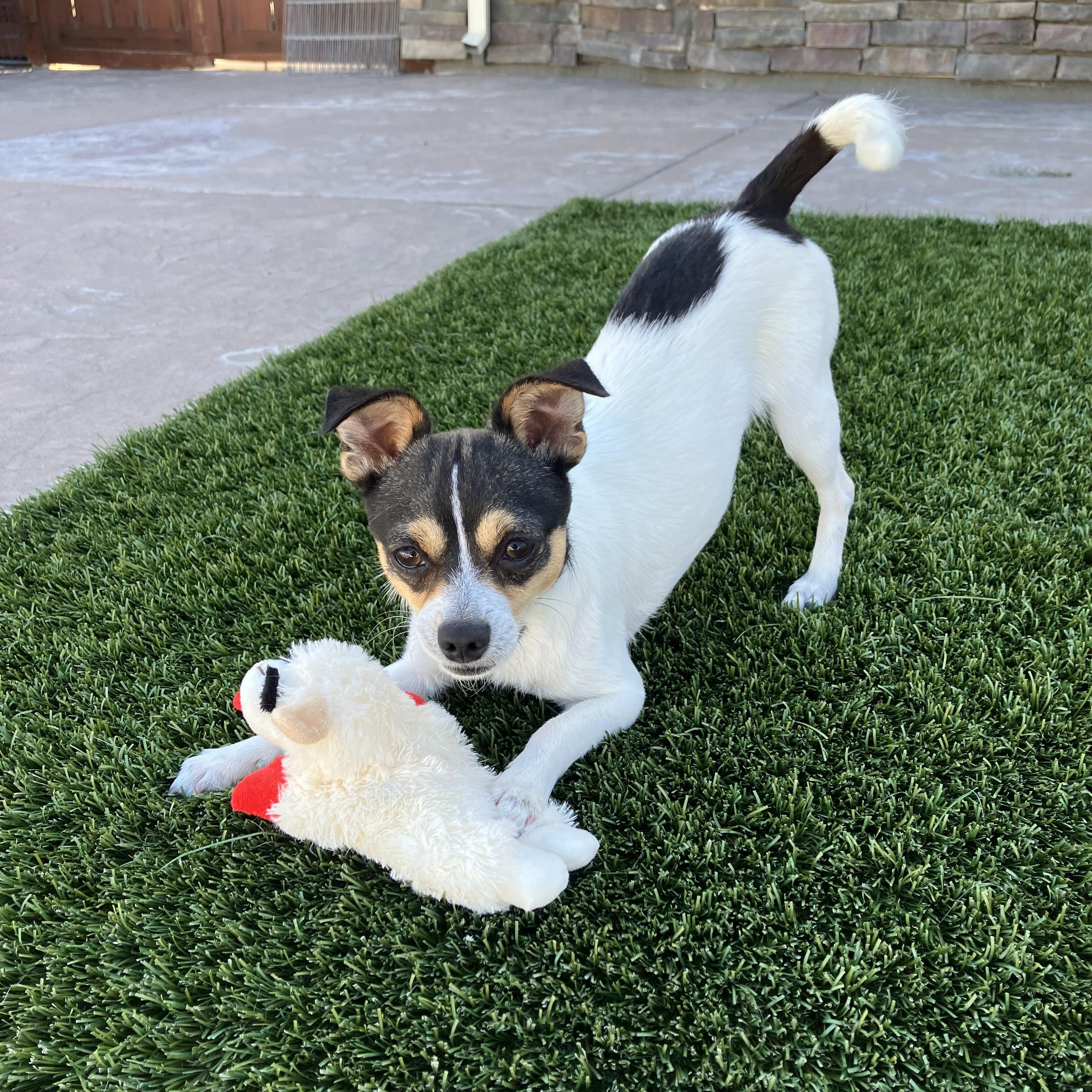 Timmy, ADOPTABLE, Puppy Male Chihuahua & Rat Terrier.