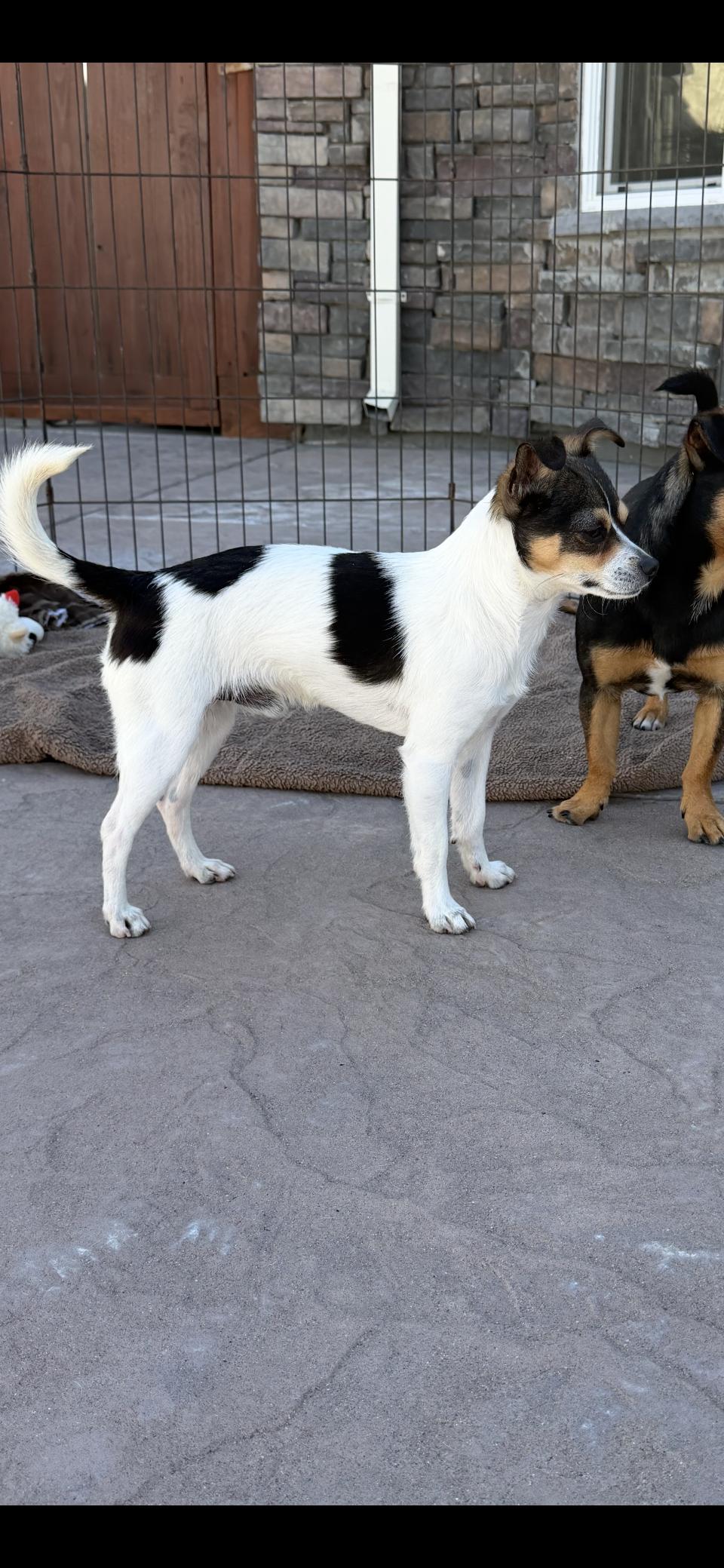 Timmy, ADOPTABLE, Puppy Male Chihuahua & Rat Terrier.