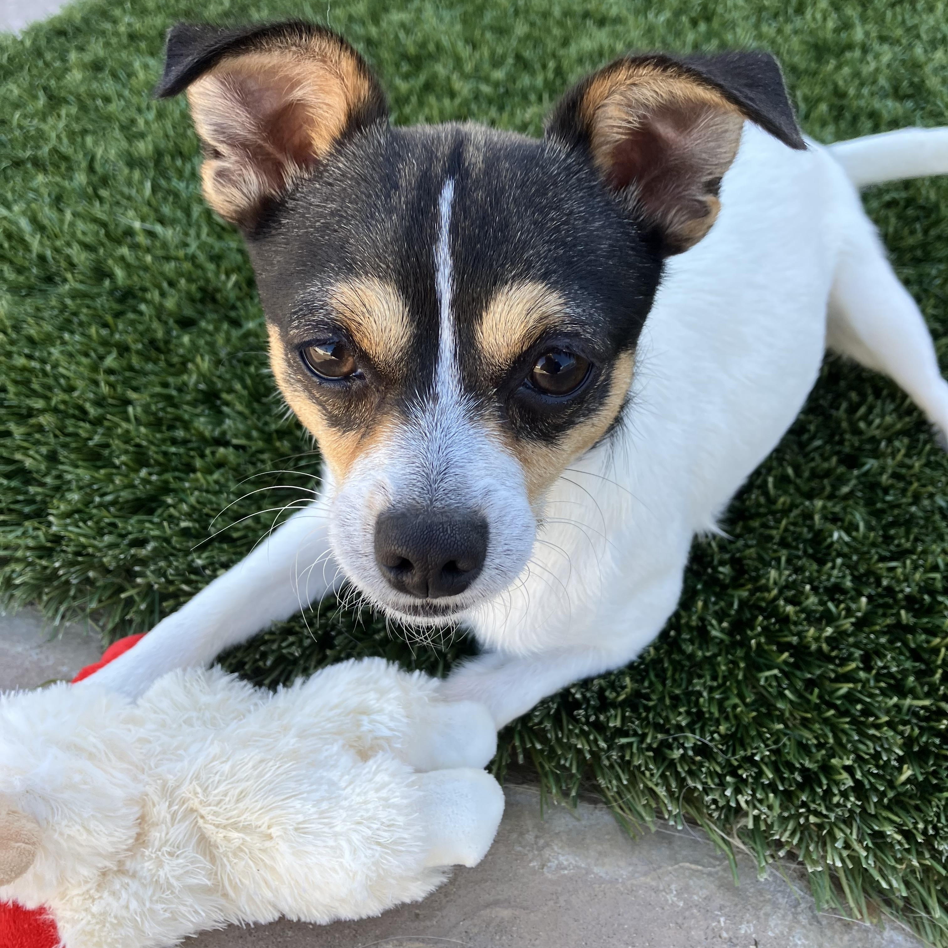 Enlarge Timmy, a ADOPTABLE mixed breed in MODESTO, CA image 4/6