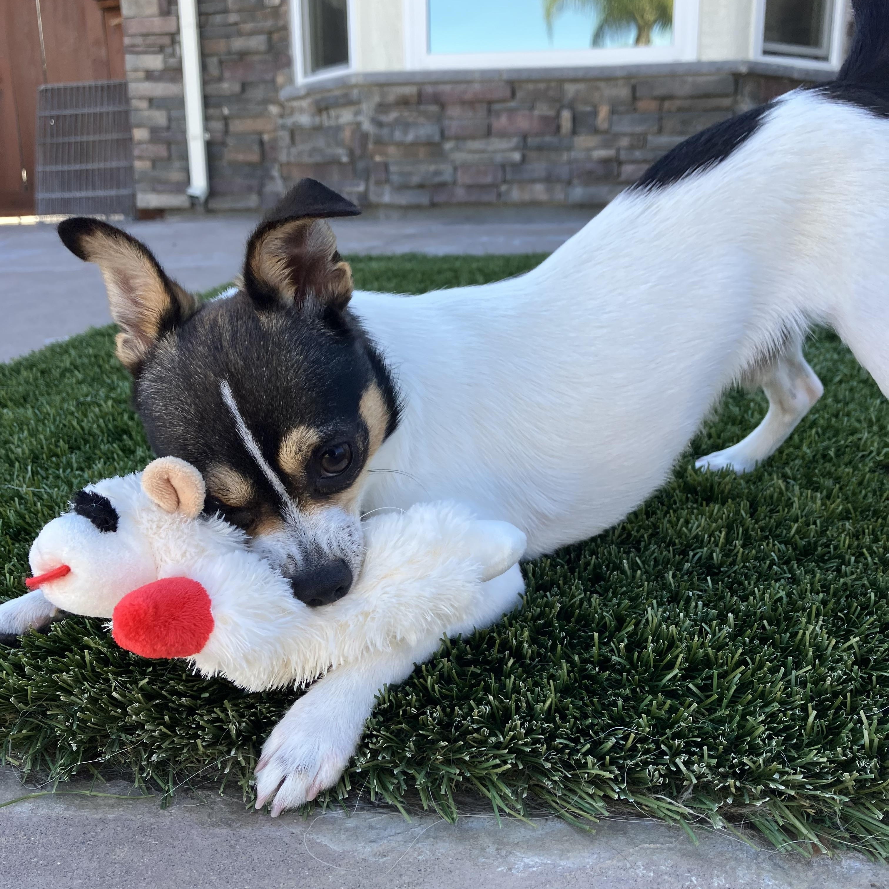 Enlarge Timmy, a ADOPTABLE mixed breed in MODESTO, CA image 3/6