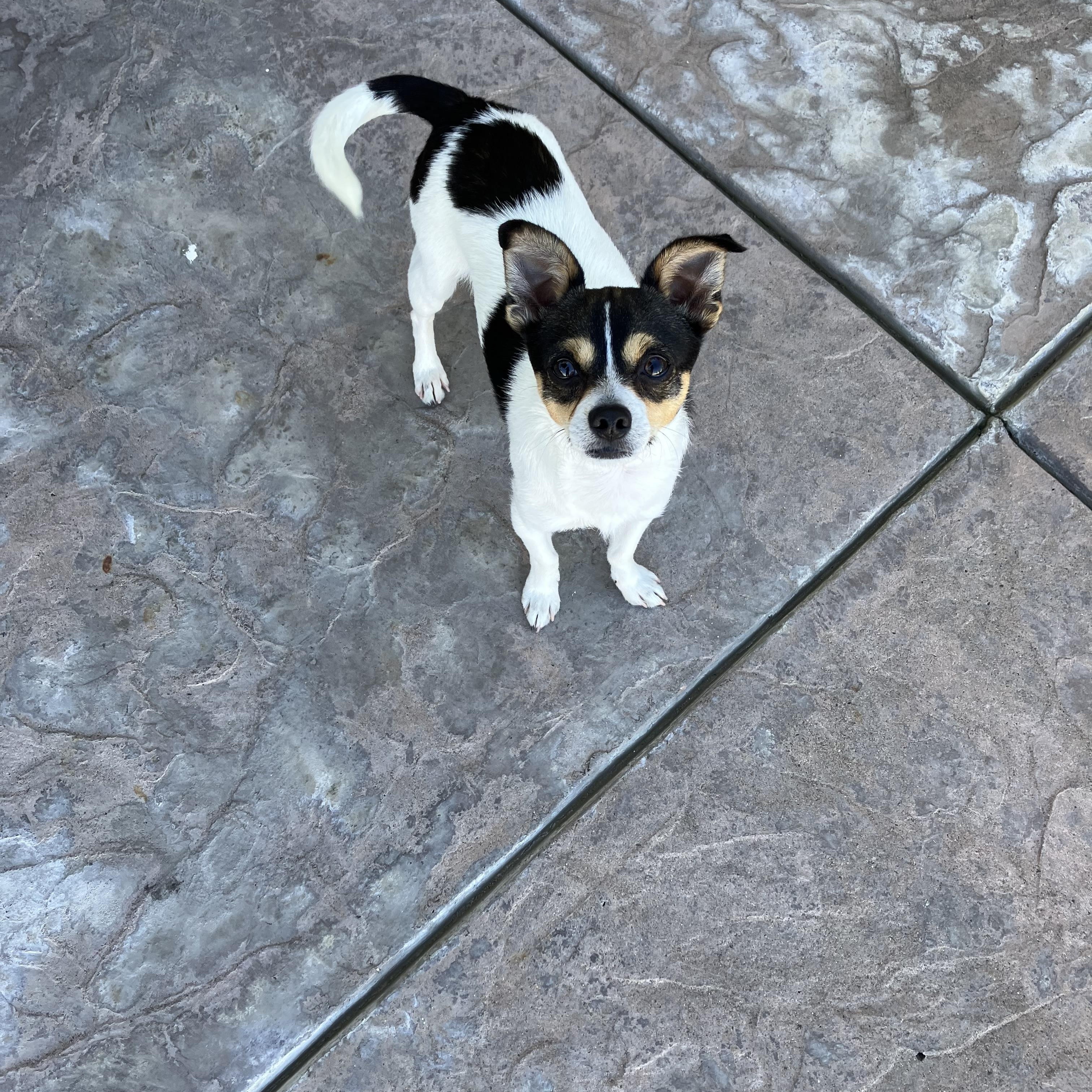 Enlarge Timmy, a ADOPTABLE mixed breed in MODESTO, CA image 6/6