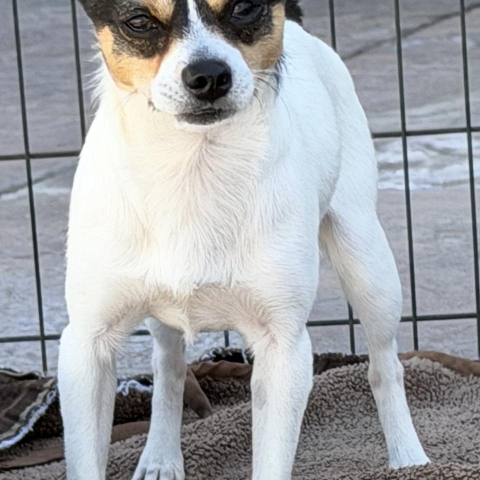 Enlarge Timmy, a ADOPTABLE mixed breed in MODESTO, CA image 3/4