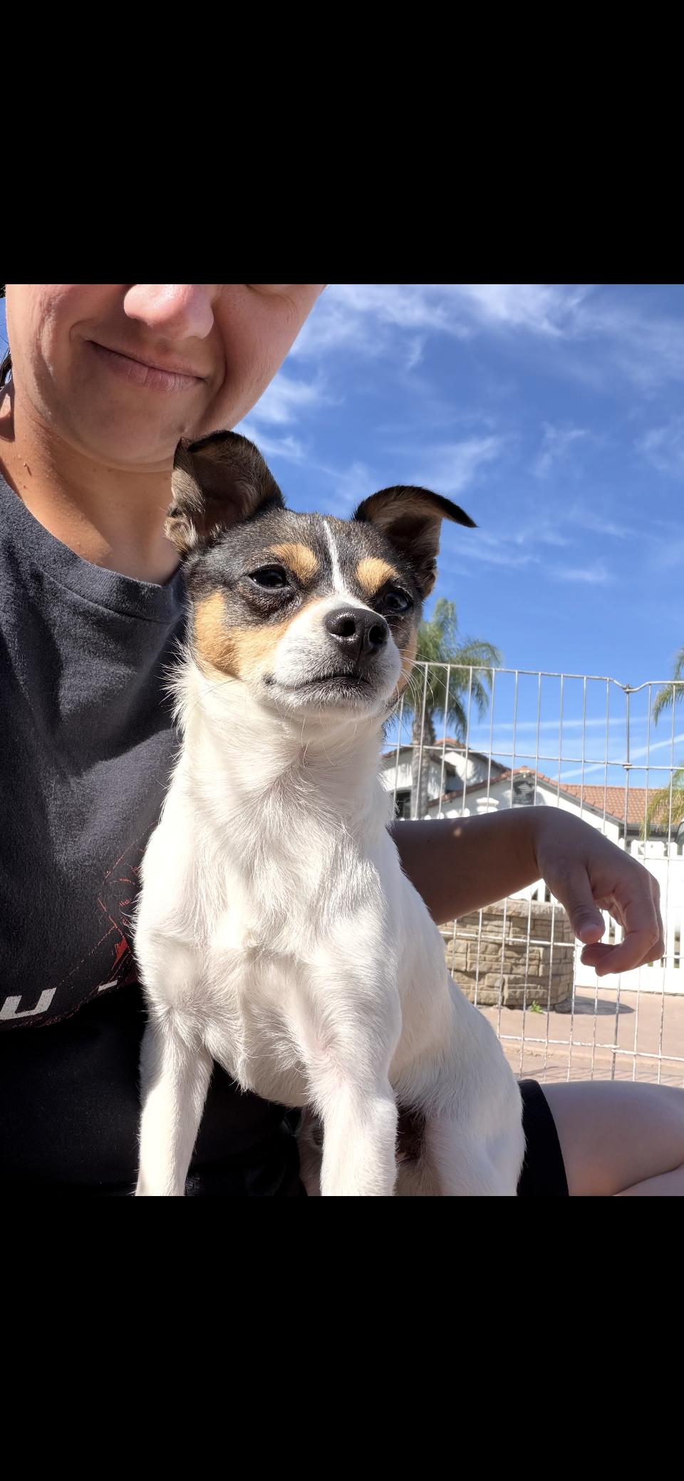 Enlarge Timmy, a ADOPTABLE mixed breed in MODESTO, CA image 4/4