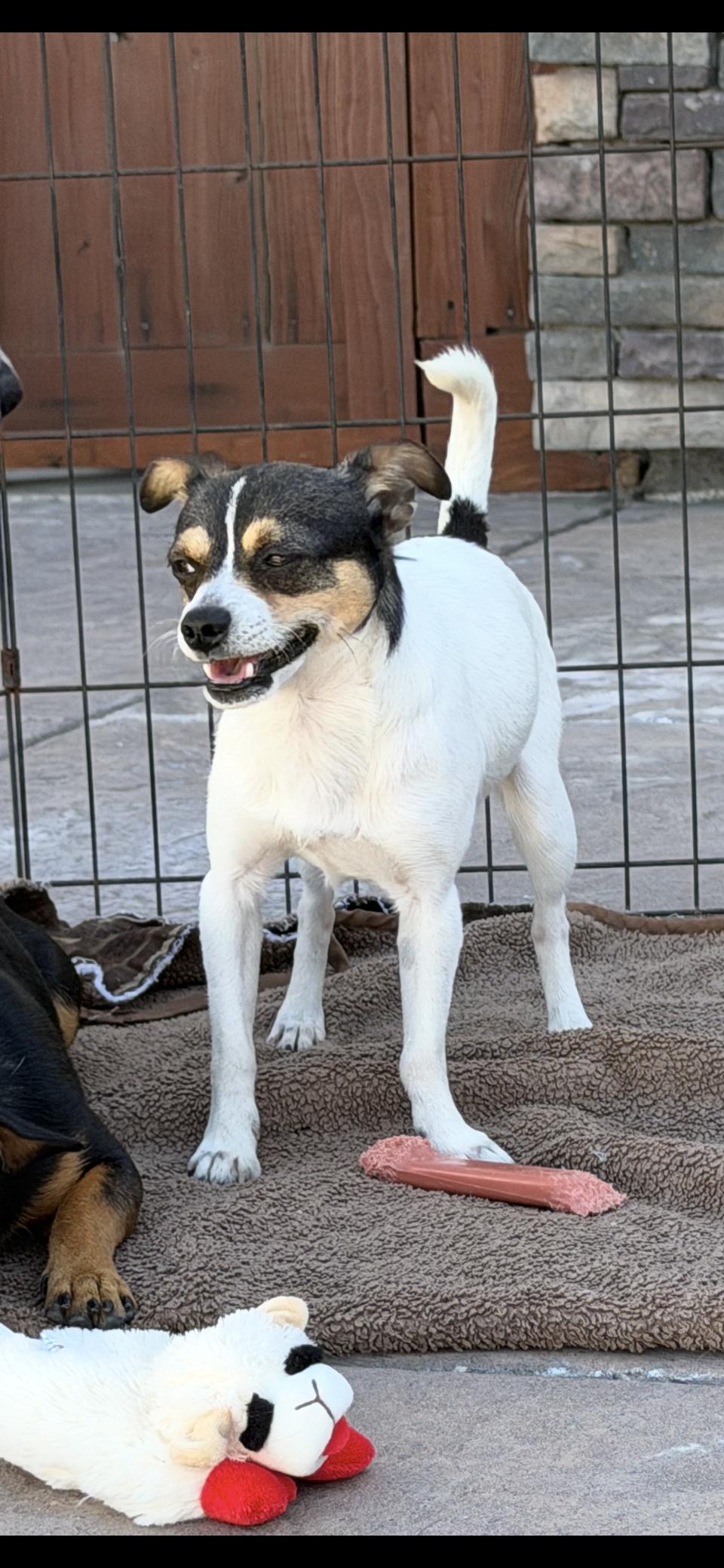 Enlarge Timmy, a ADOPTABLE mixed breed in MODESTO, CA image 2/4