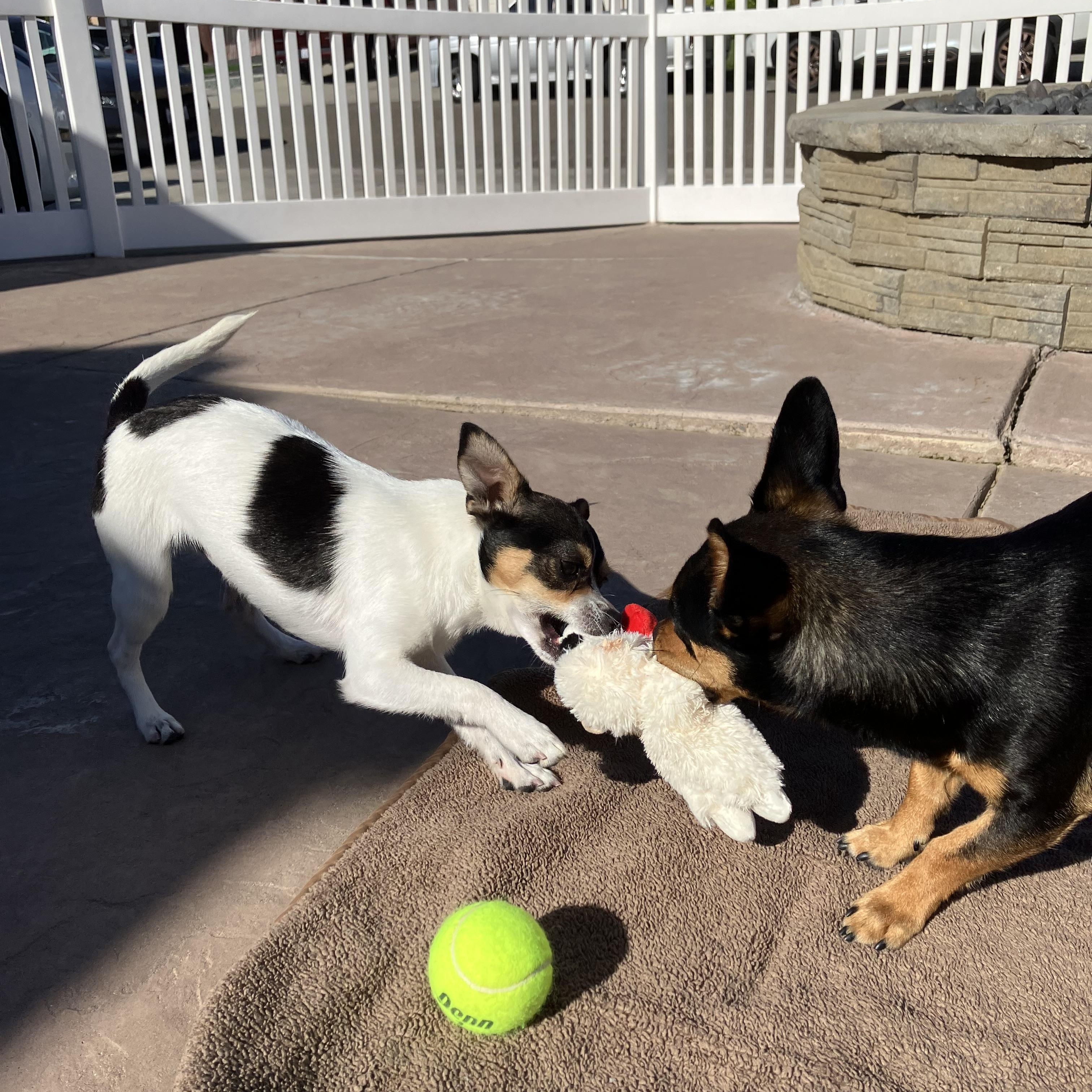 Enlarge Timmy, a ADOPTABLE mixed breed in MODESTO, CA image 2/6