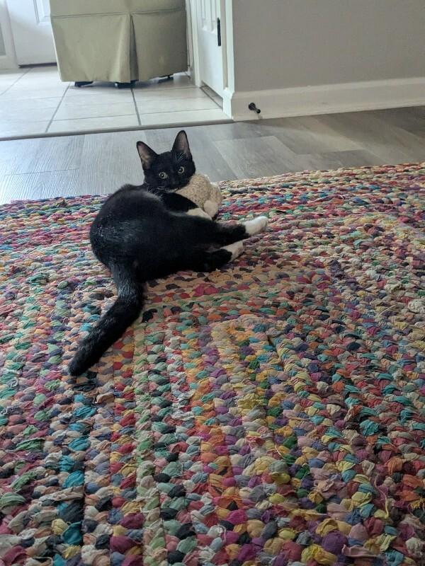 Lark, Adoptable, Young Female Domestic Short Hair.