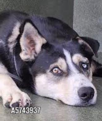Reese, Adoptable, Young Male German Shepherd Dog & Siberian Husky.