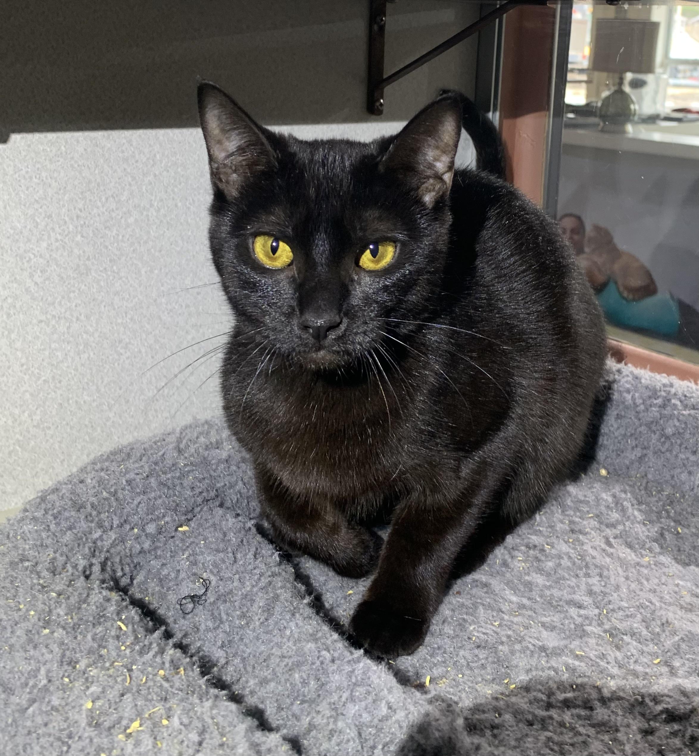 Nami, ADOPTABLE, Young Female Domestic Short Hair.