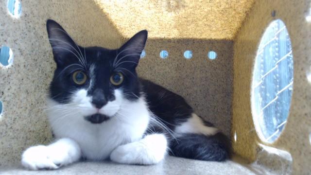 BATMAN, Adoptable, Young Male Domestic Medium Hair.