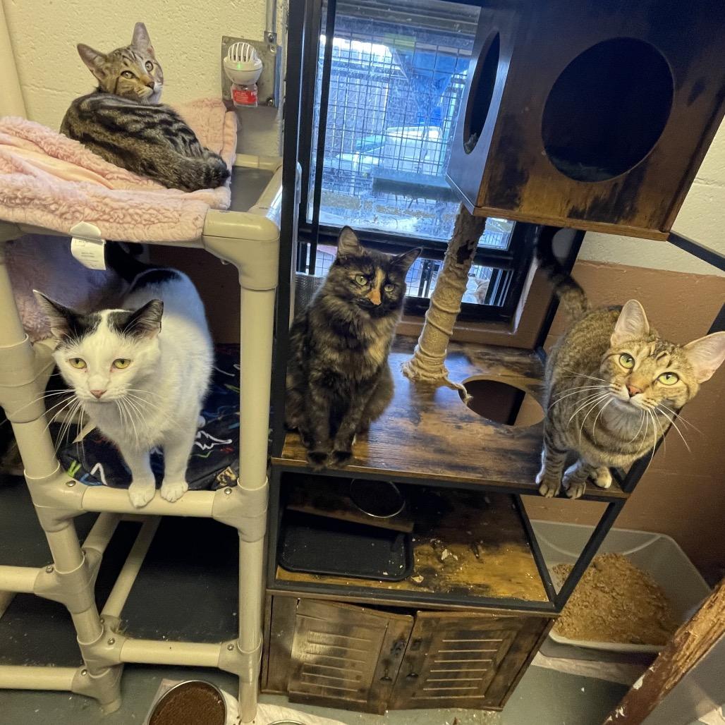 Gamora, Adoptable, Adult Female Domestic Short Hair.