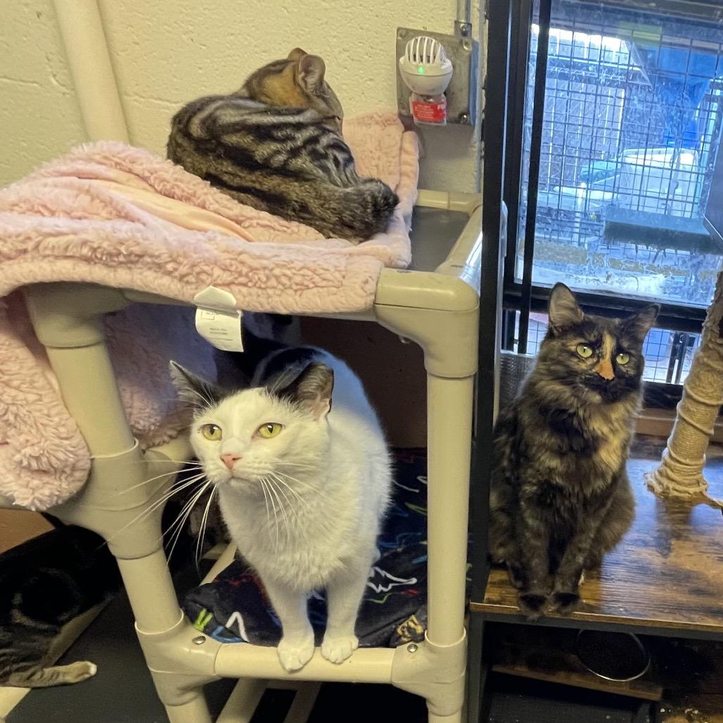 Enlarge Gamora, a Adoptable Domestic Short Hair in Sand Springs, OK image 2/5