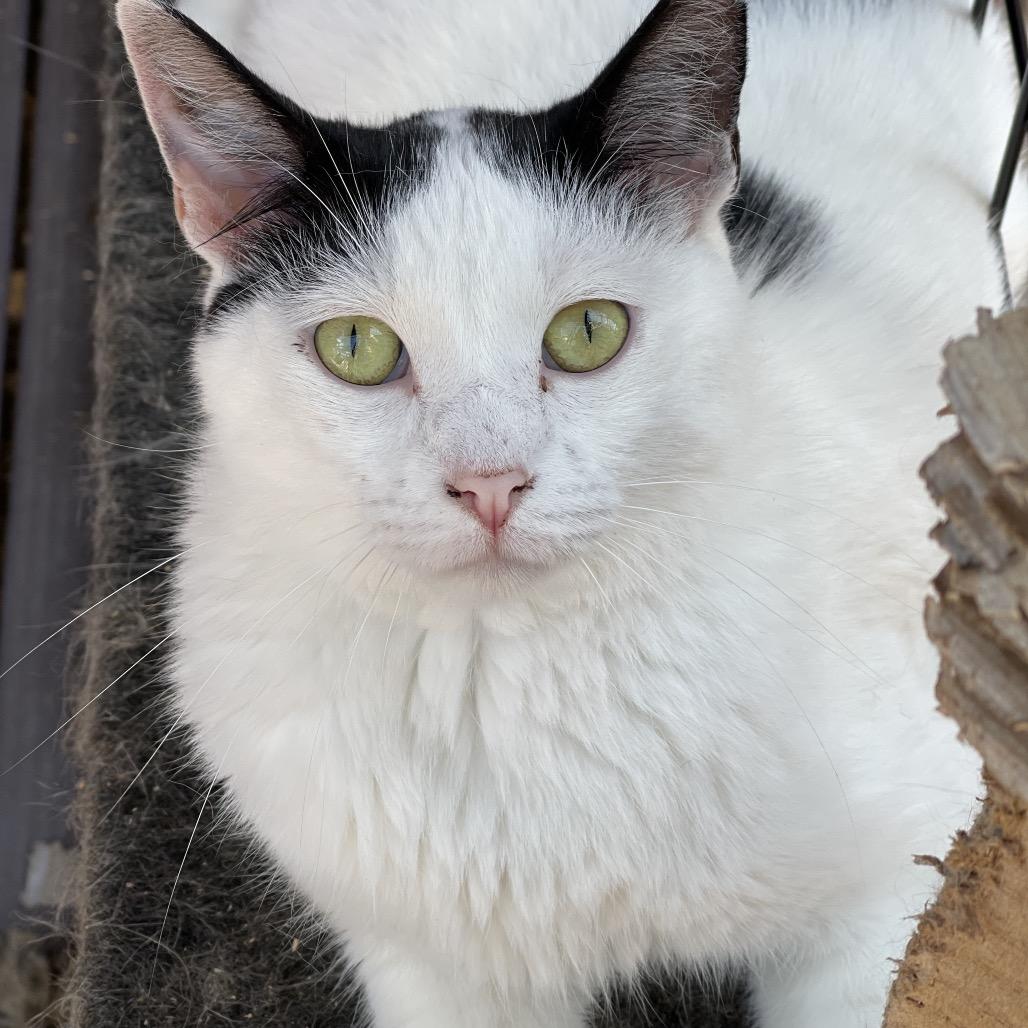 Enlarge Gamora, a Adoptable Domestic Short Hair in Sand Springs, OK image 3/5
