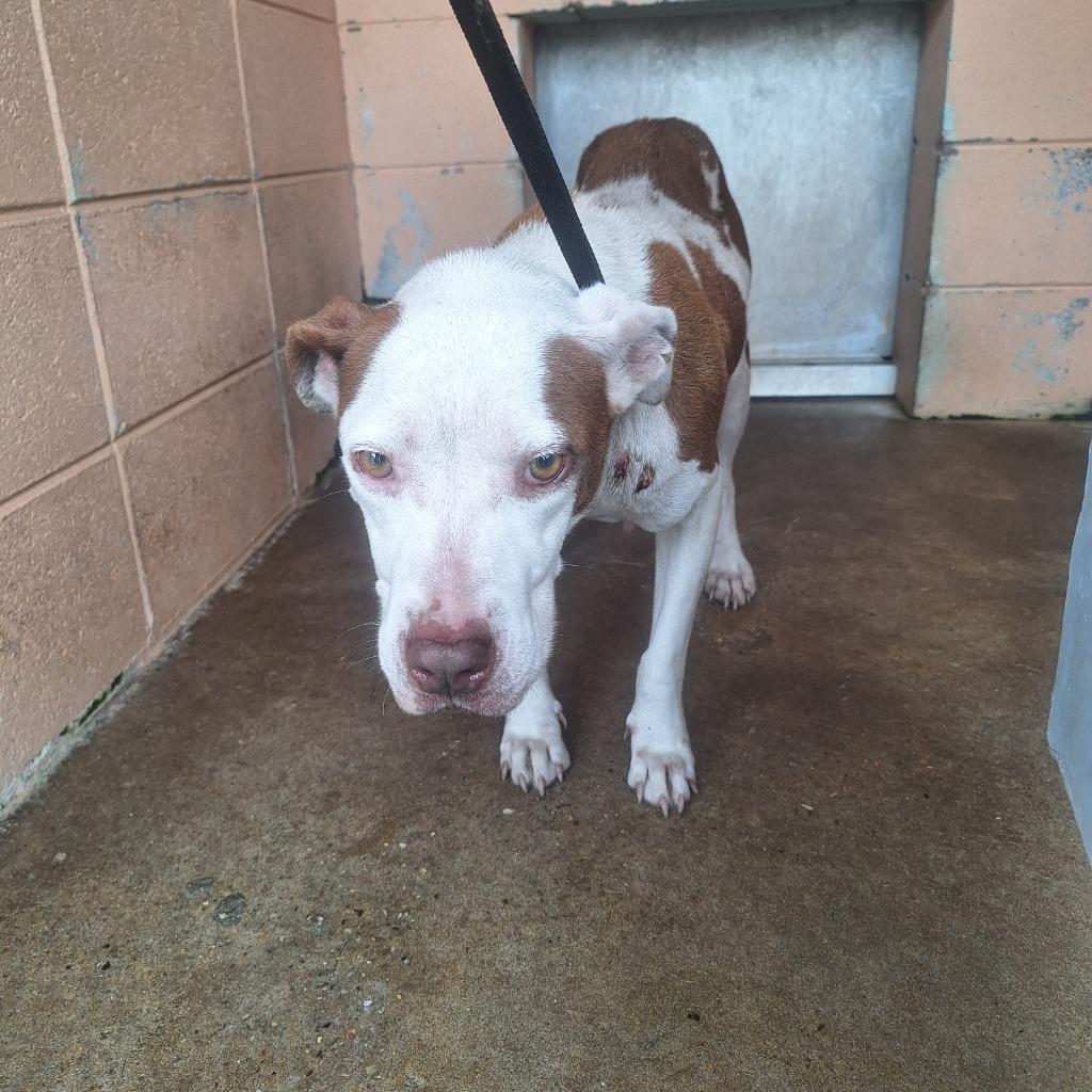 Bailey, Adoptable, Adult Female Pit Bull Terrier.